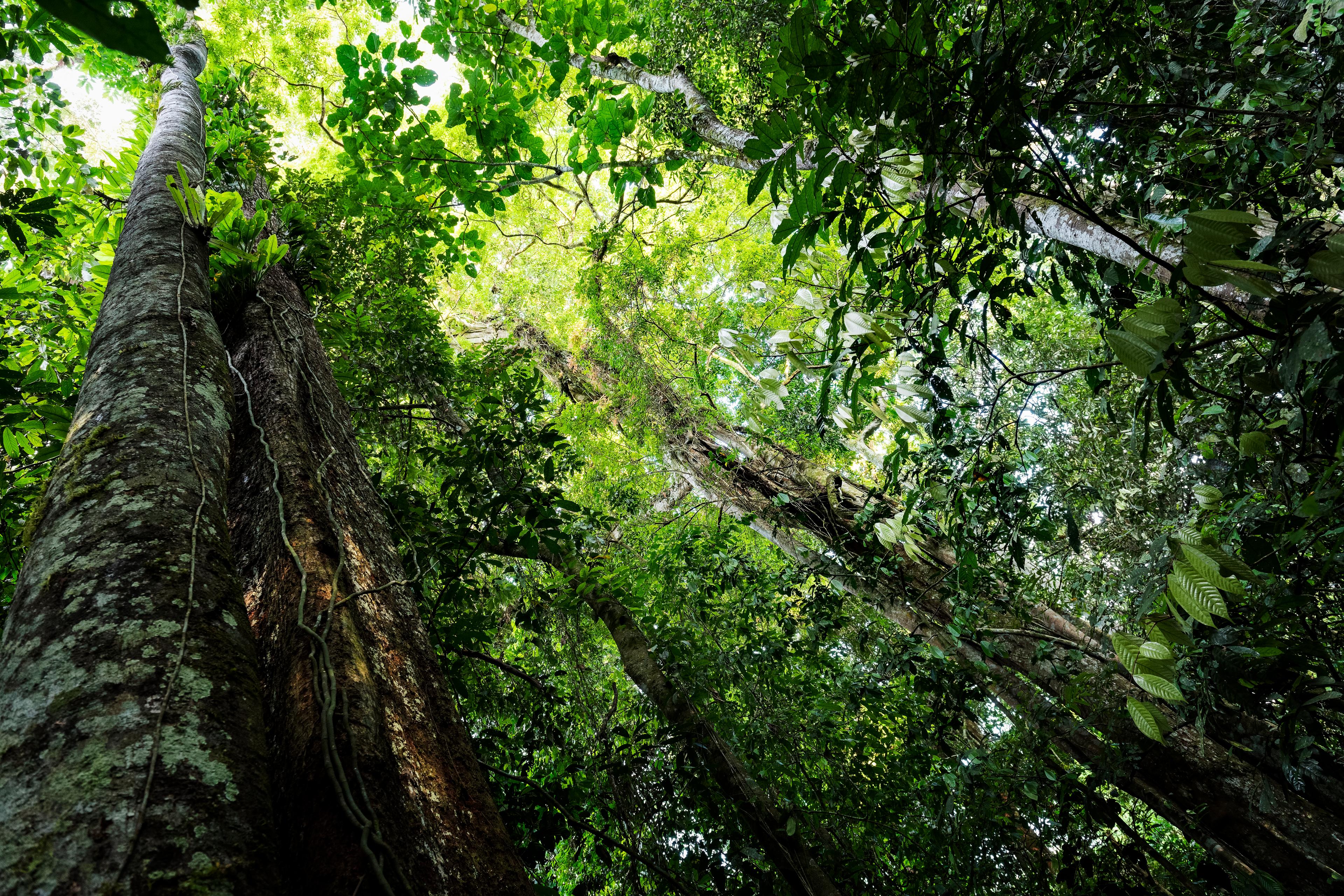 Leuser Ecosystem in Indonesia