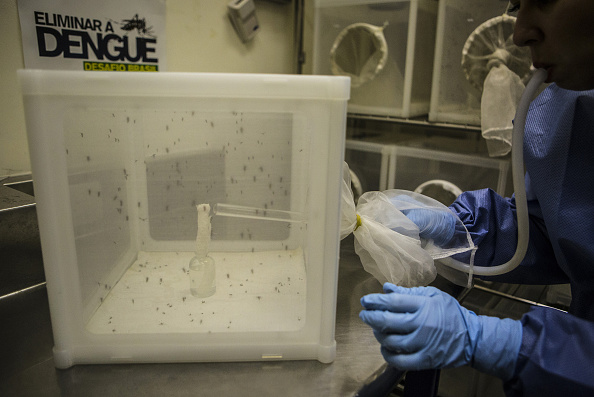 Mosquitoes Tested For Zika At The Oswaldo Cruz Foundation Research Facility