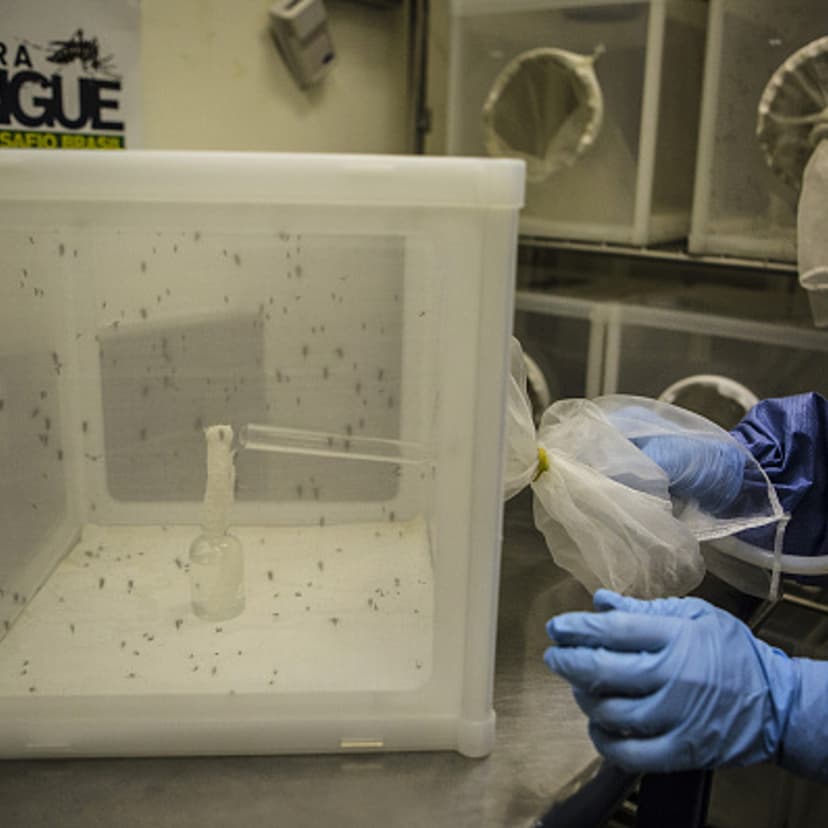 Mosquitoes Tested For Zika At The Oswaldo Cruz Foundation Research Facility