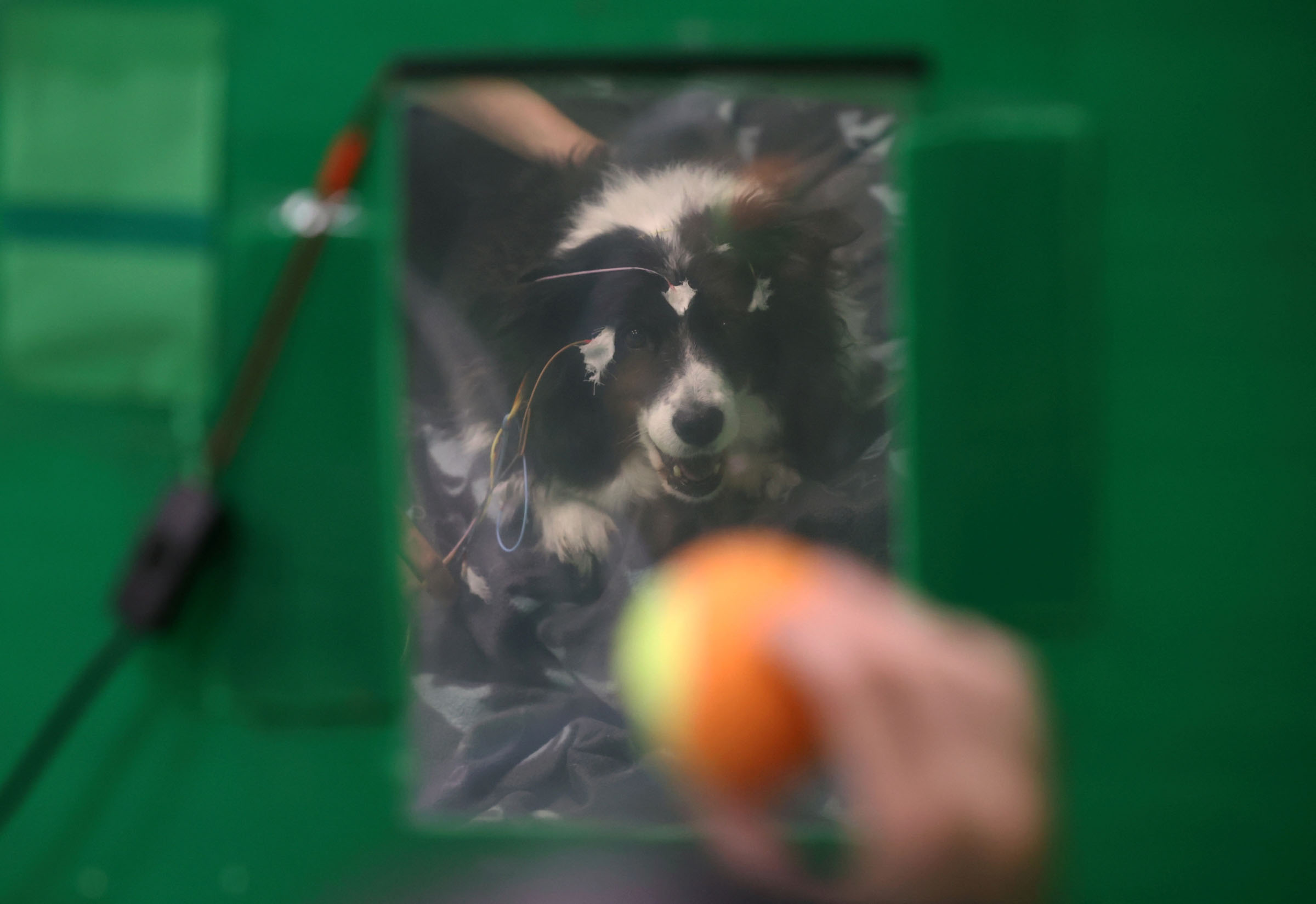 Rohan looks on as her owner Paula Perez holds a ball during a test at the Eotvos Lorand University in Budapest