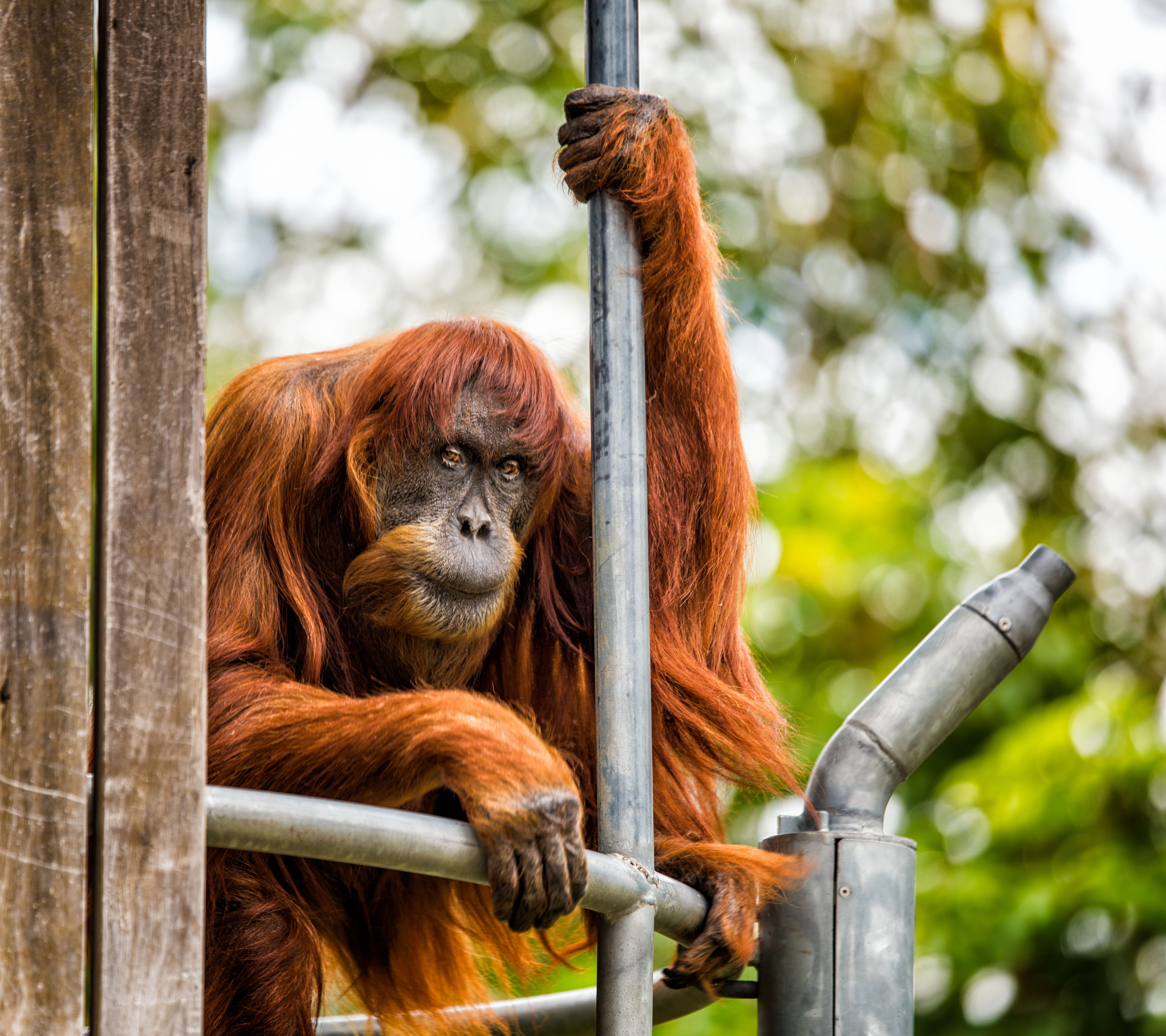 Puan the "grand old lady" of Perth Zoo died 19 June, 2018, at the age of 65. She was the world's oldest known Sumatran orangutan and her legacy of 54 descendants helped save the species. 