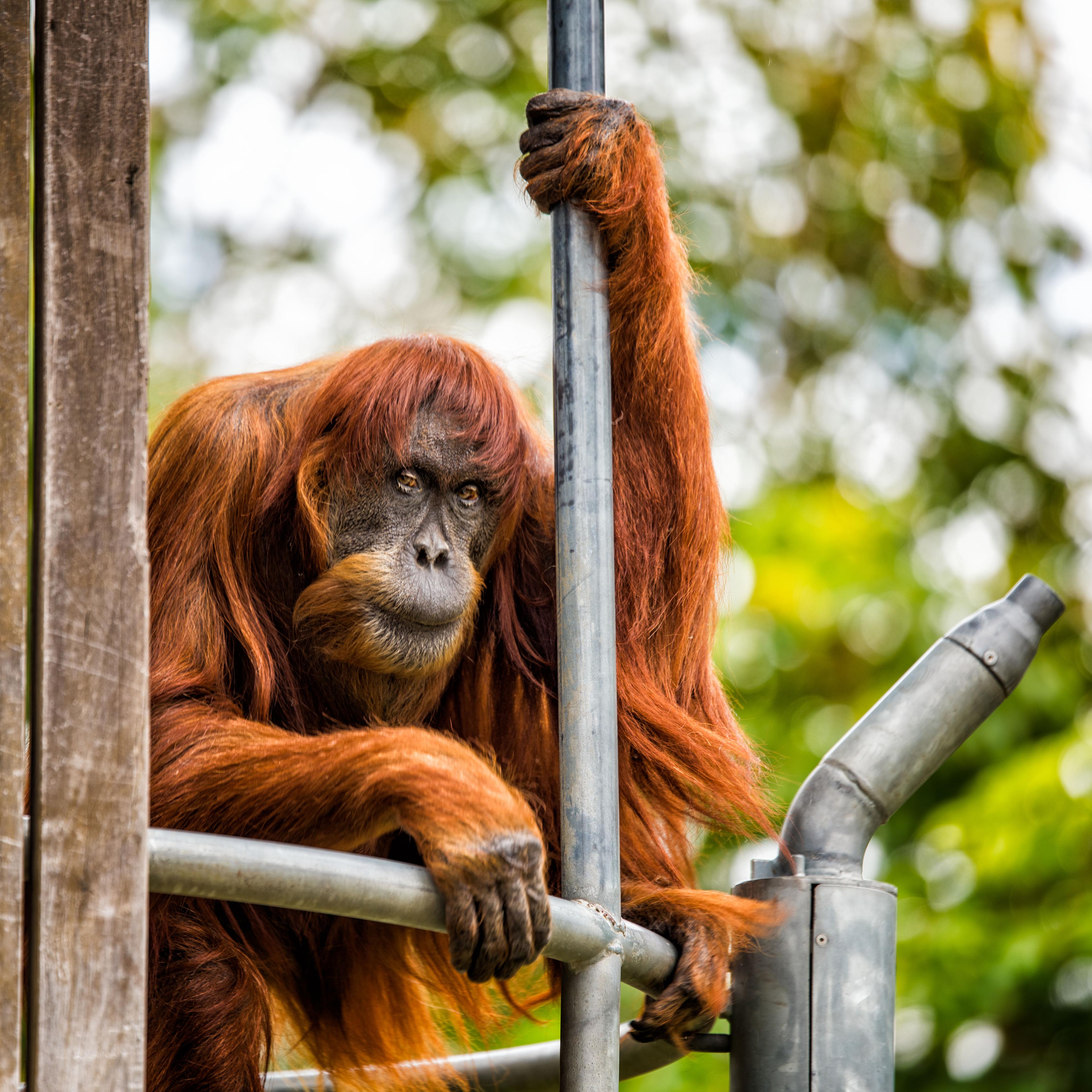 Puan the "grand old lady" of Perth Zoo died 19 June, 2018, at the age of 65. She was the world's oldest known Sumatran orangutan and her legacy of 54 descendants helped save the species.