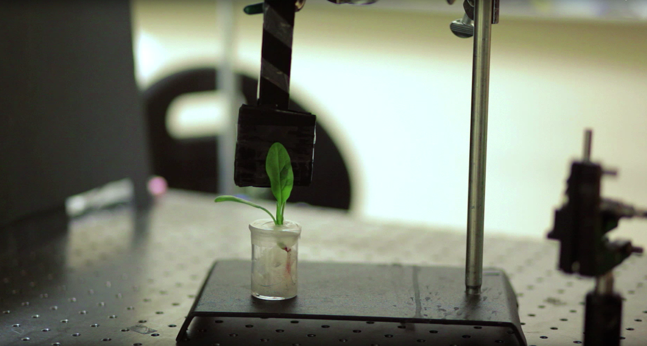 Engineers at MIT have transformed spinach plants into bomb-sniffing machines that can wirelessly relay warning signals to a handheld device similar to a smartphone