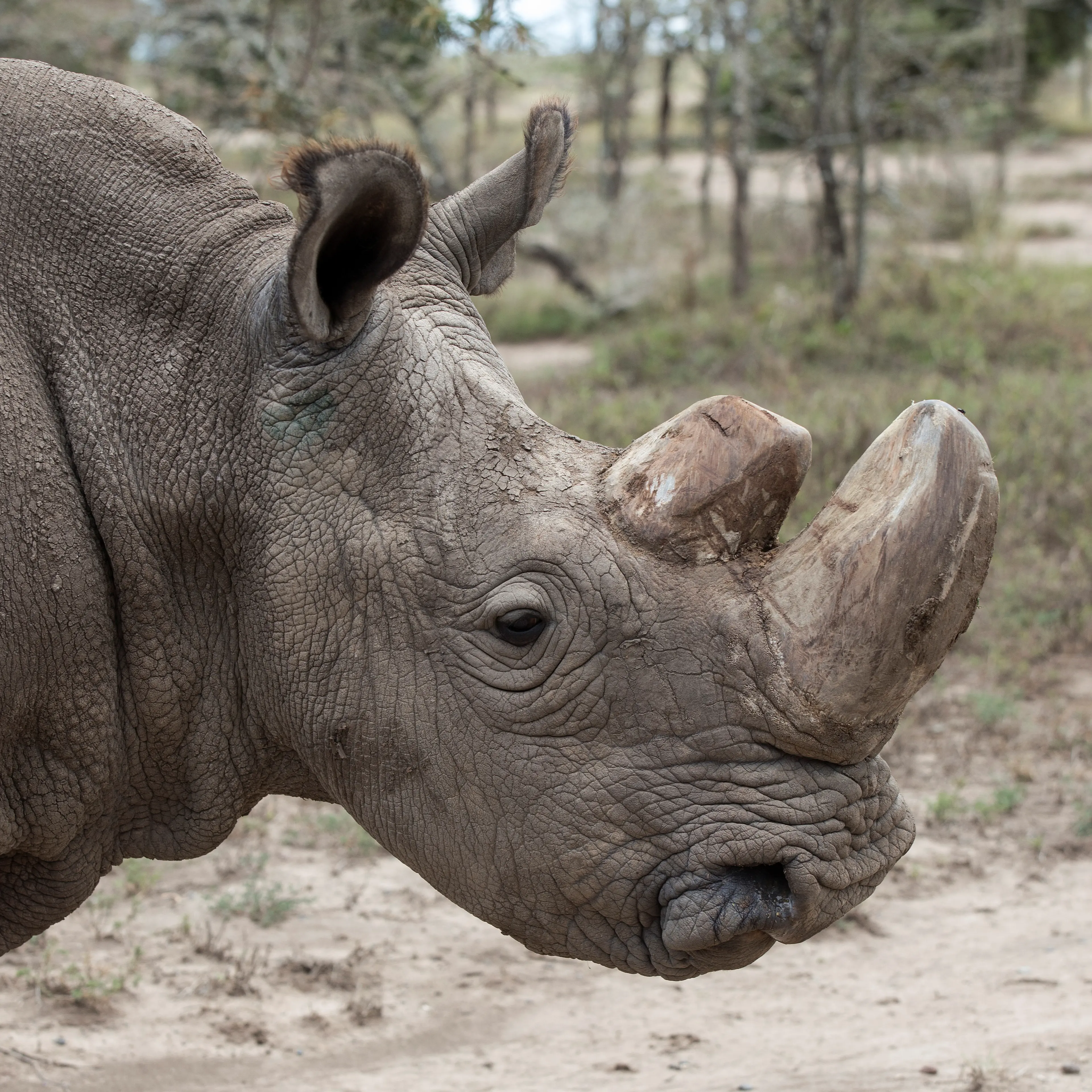 FILE PHOTO: Sudan, the last surviving male northern white rhino, grazes in Laikipia National Park