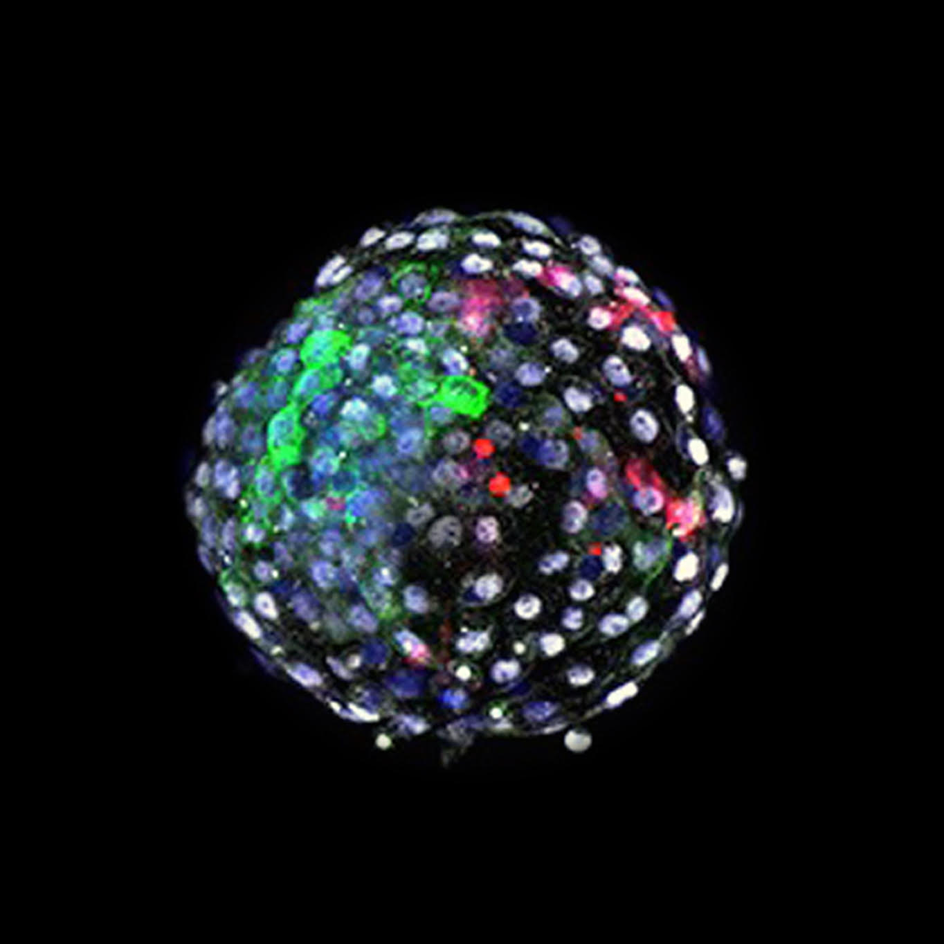 Image of the human-monkey embryo; human cells are labelled in red