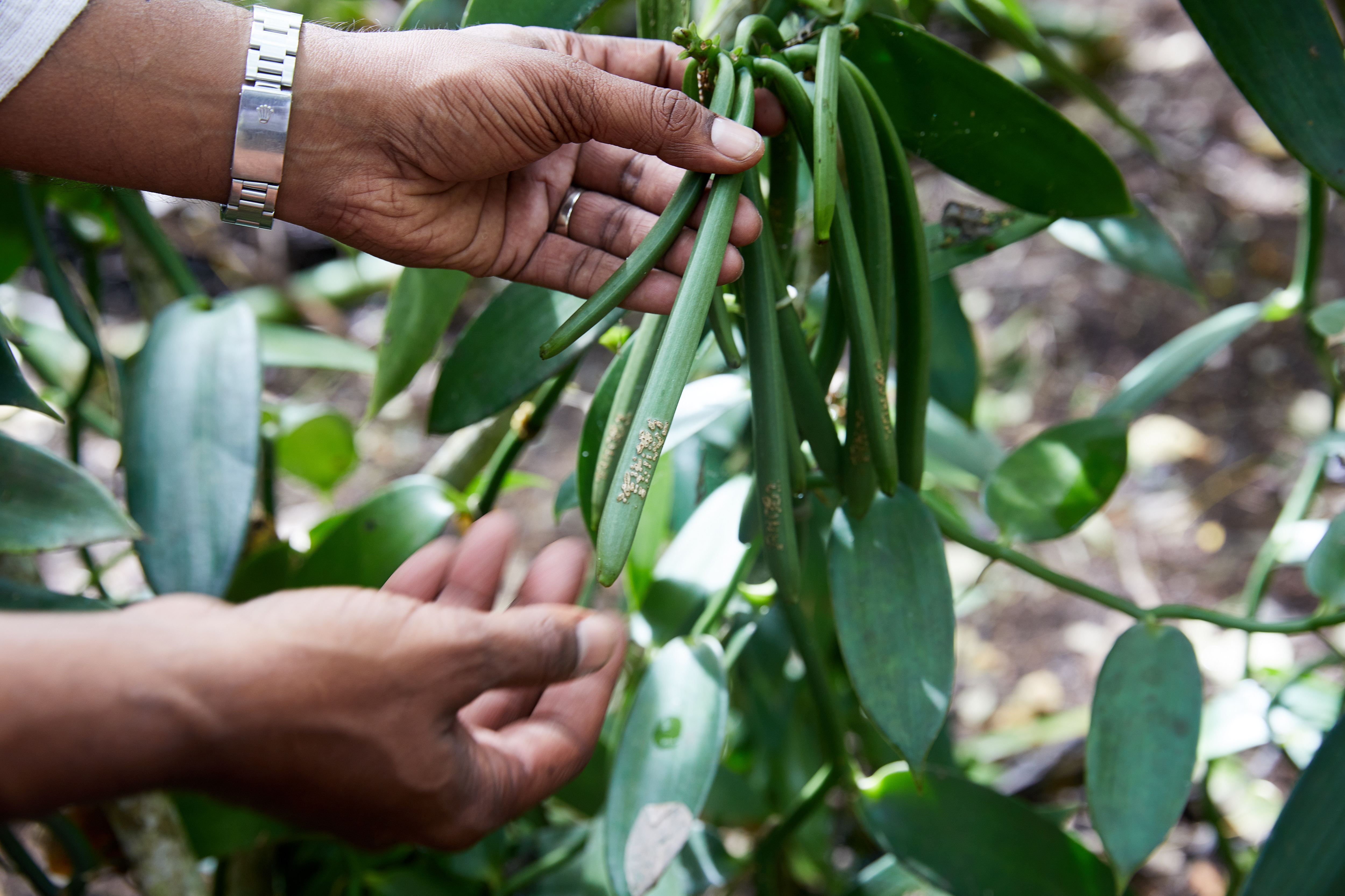 Plantation owners are stamping vanilla pods to tackle high theft levels.