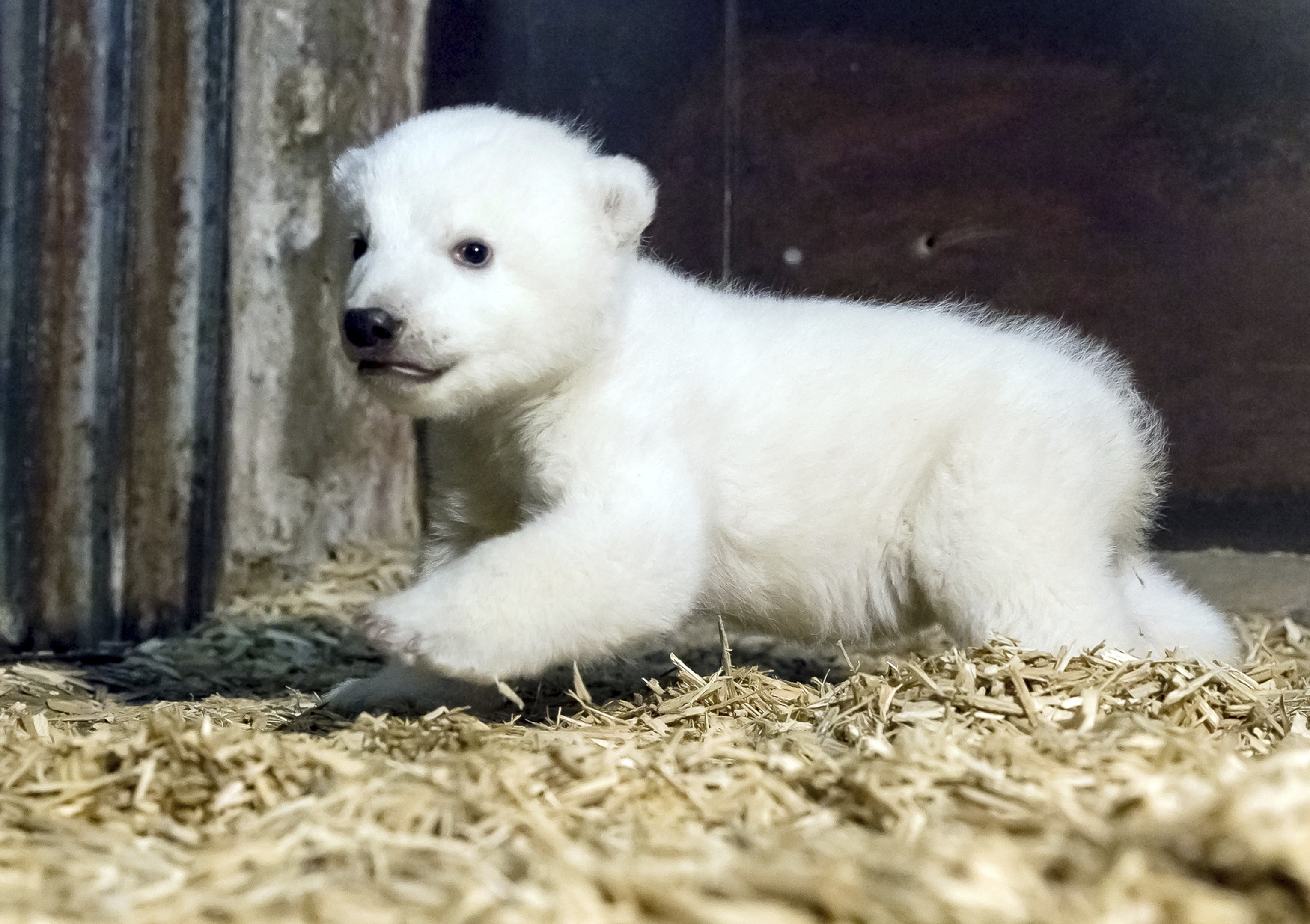 Polar bear Fritz in the Tierpark zoo in'Berlin on Jan. 12, 2017.
