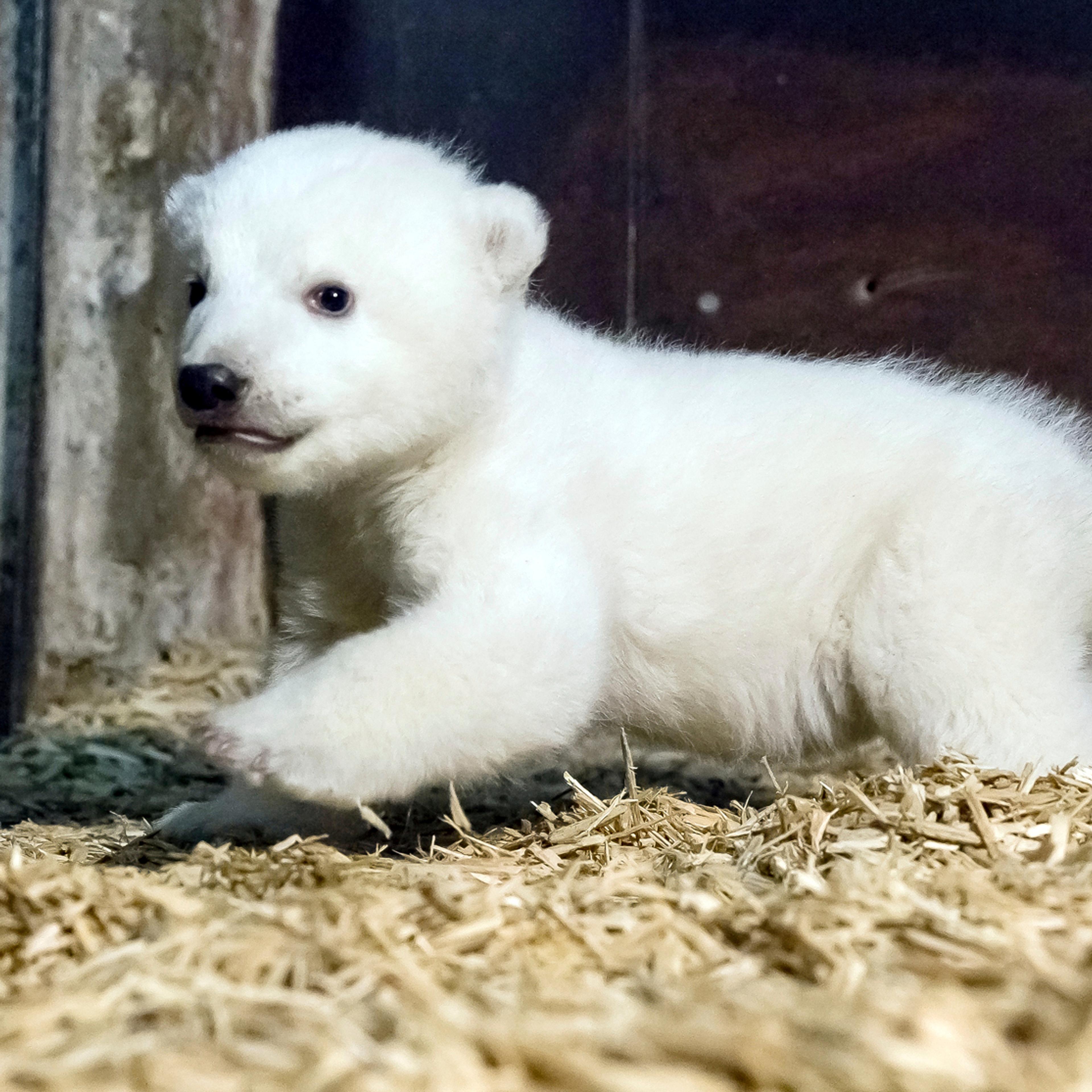 Polar bear Fritz in the Tierpark zoo in'Berlin on Jan. 12, 2017.