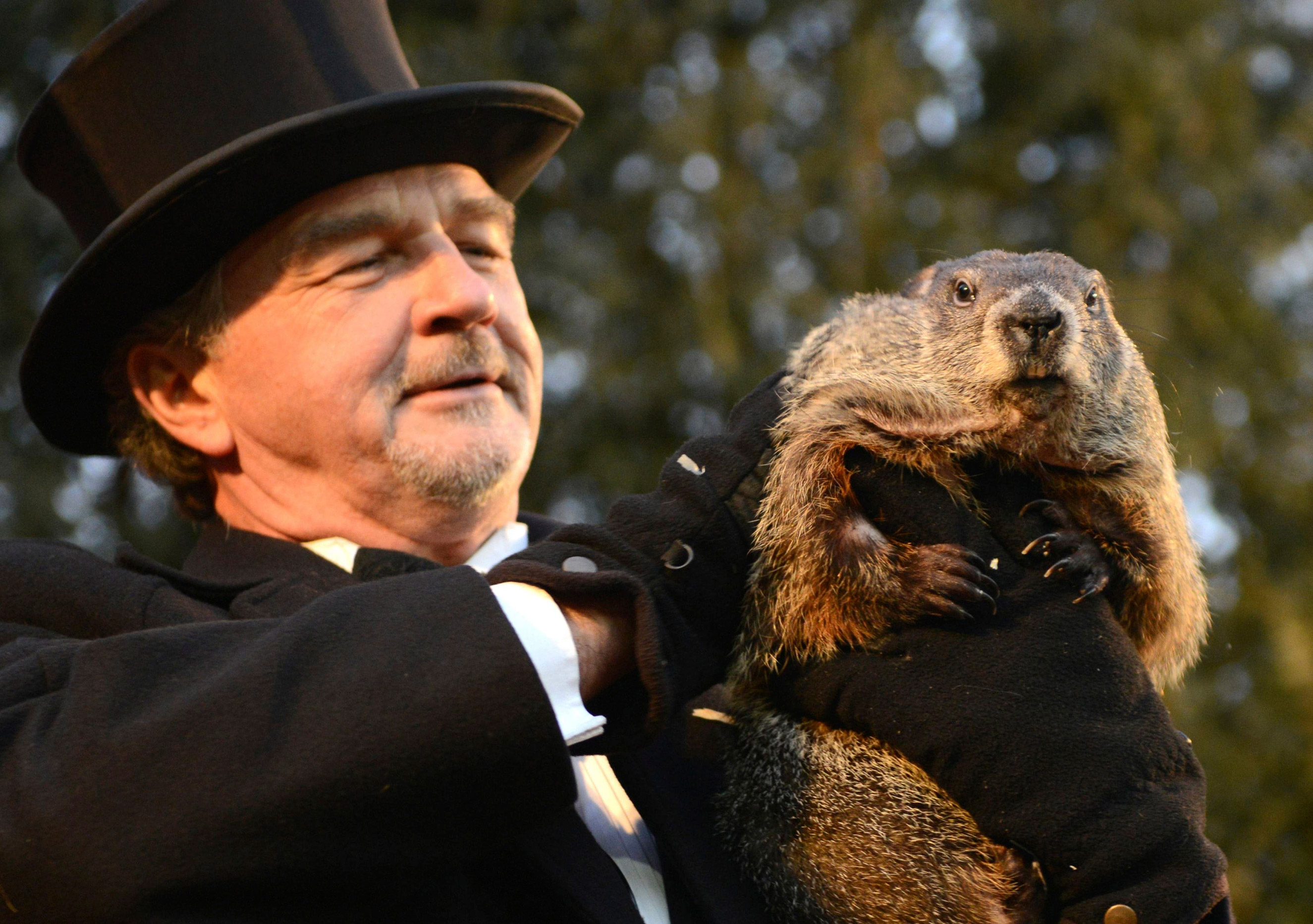 Groundhog co-handler John Griffiths holds up Punxsutawney Phil after Phil's annual weather prediction on Gobbler's Knob, on the 130th Groundhog Day in Punxsutawney, Pa., Feb. 2, 2016.