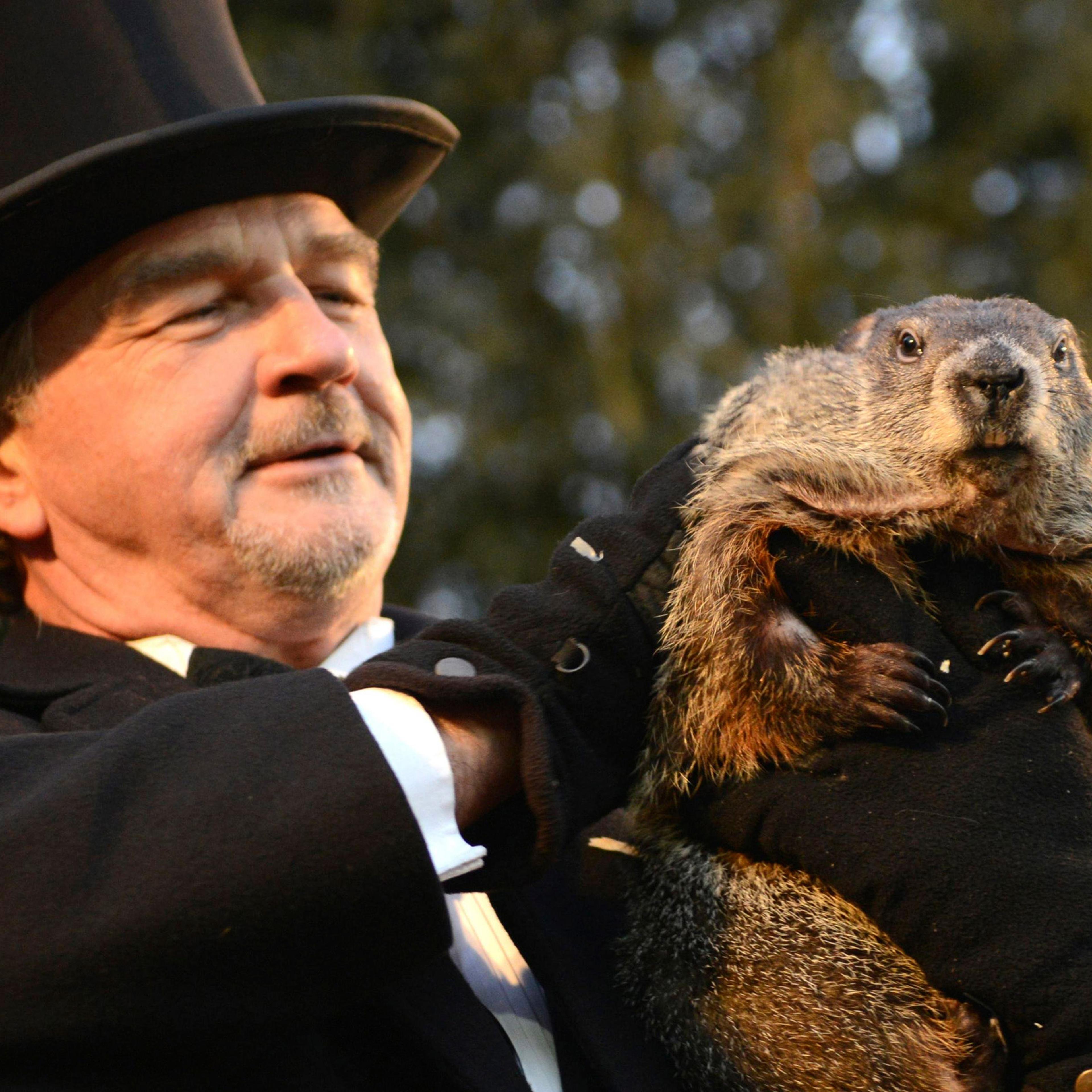 Groundhog co-handler John Griffiths holds up Punxsutawney Phil after Phil's annual weather prediction on Gobbler's Knob, on the 130th Groundhog Day in Punxsutawney, Pa., Feb. 2, 2016.