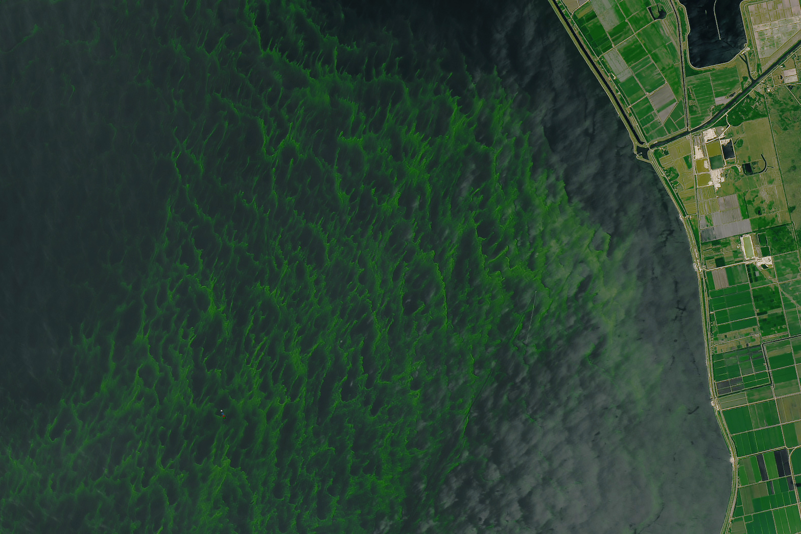 Lake Okeechobee algae bloom detail
