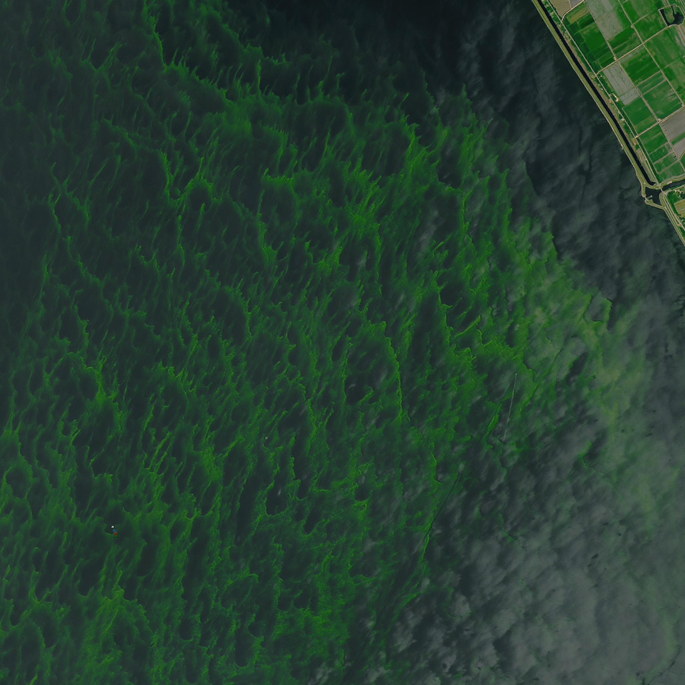 Lake Okeechobee algae bloom detail