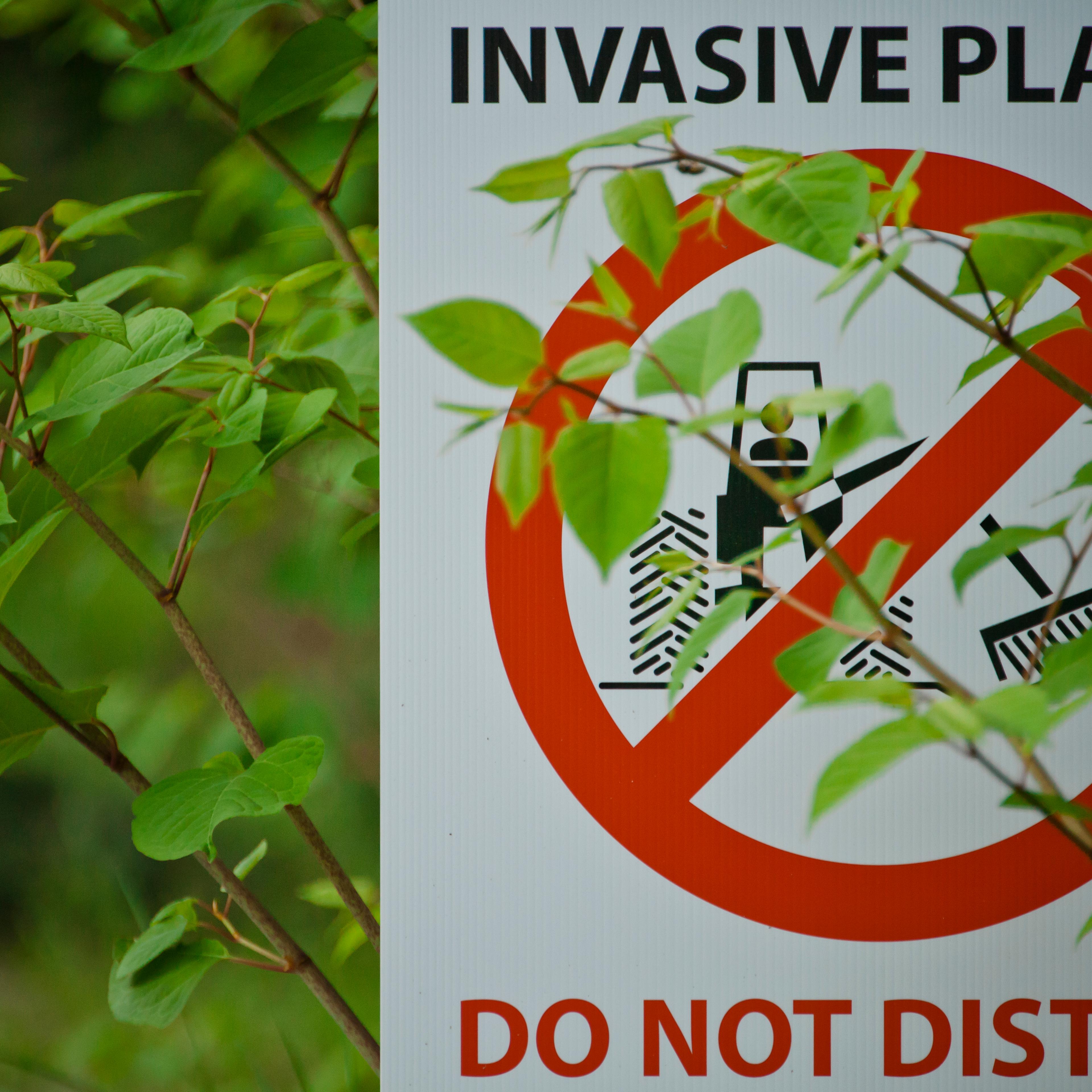 invasive-species-plants.jpeg