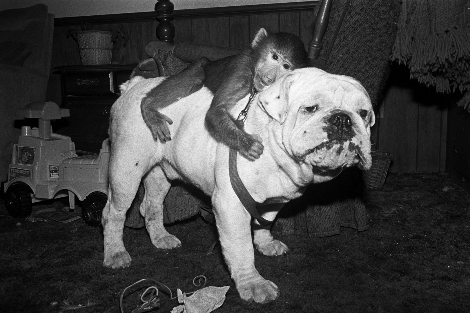 Jake and Mugs, 1990. Hamadrayas Baboon, male, 1 year old and  
English bull dog, male, 4 years old.
