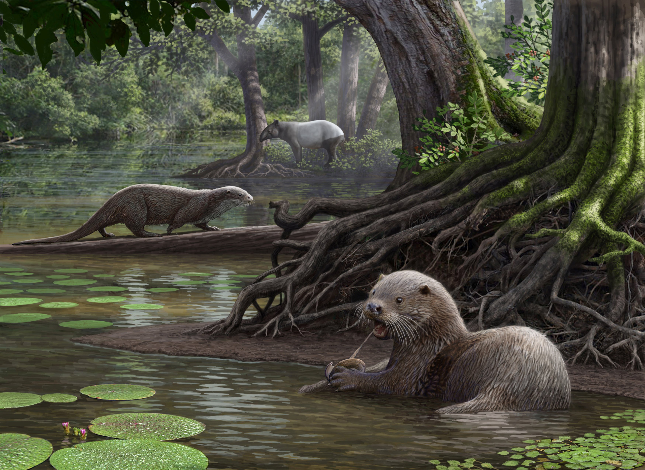 Two Siamogale melilutra individuals, one feeding on a fresh water clam, are pictured in this artist illustration handout image obtained by Reuters January 23, 2017. Scientists have unearthed fossils of an intriguingly large otter as big as a wolf that fr