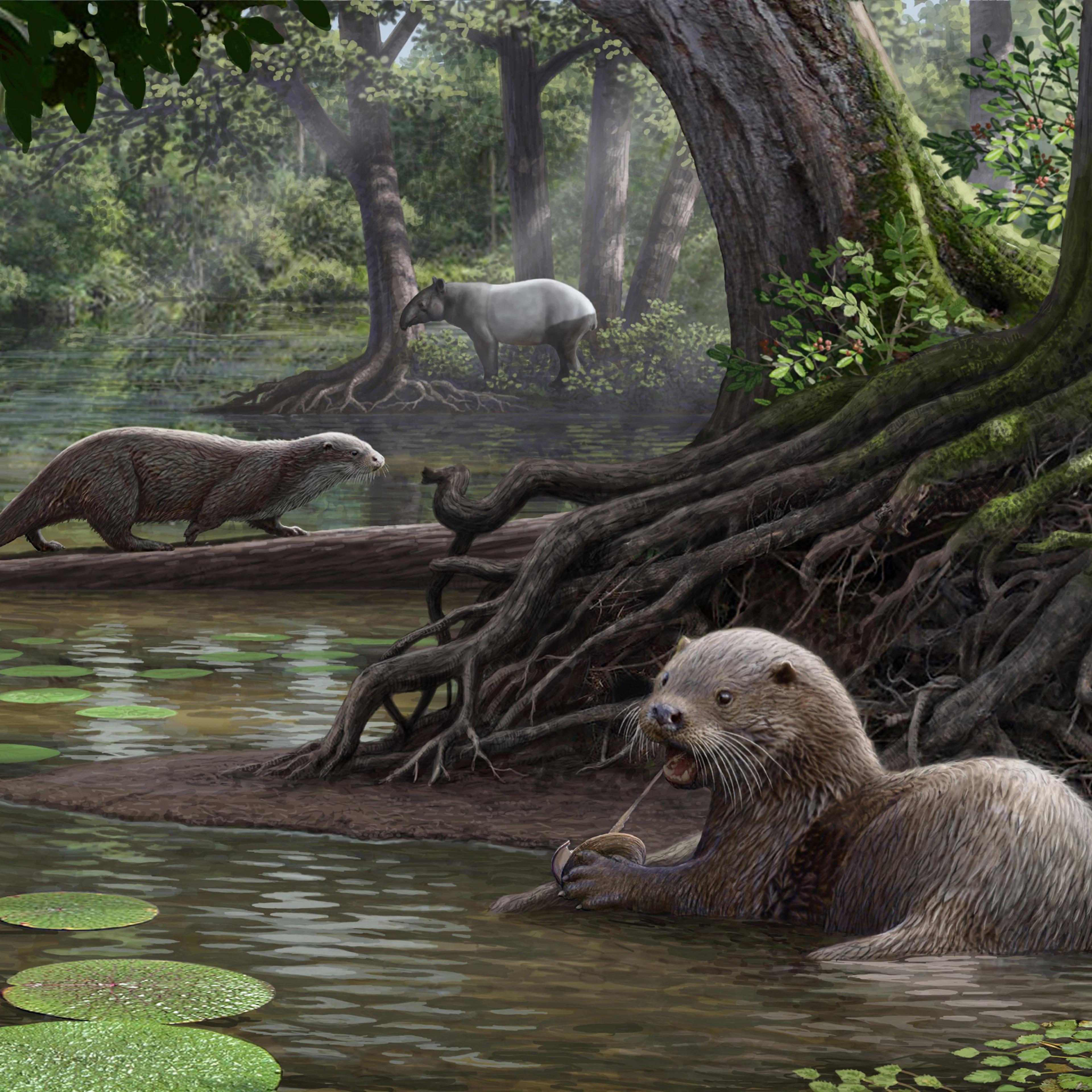 Two Siamogale melilutra individuals, one feeding on a fresh water clam, are pictured in this artist illustration handout image obtained by Reuters January 23, 2017. Scientists have unearthed fossils of an intriguingly large otter as big as a wolf that fr