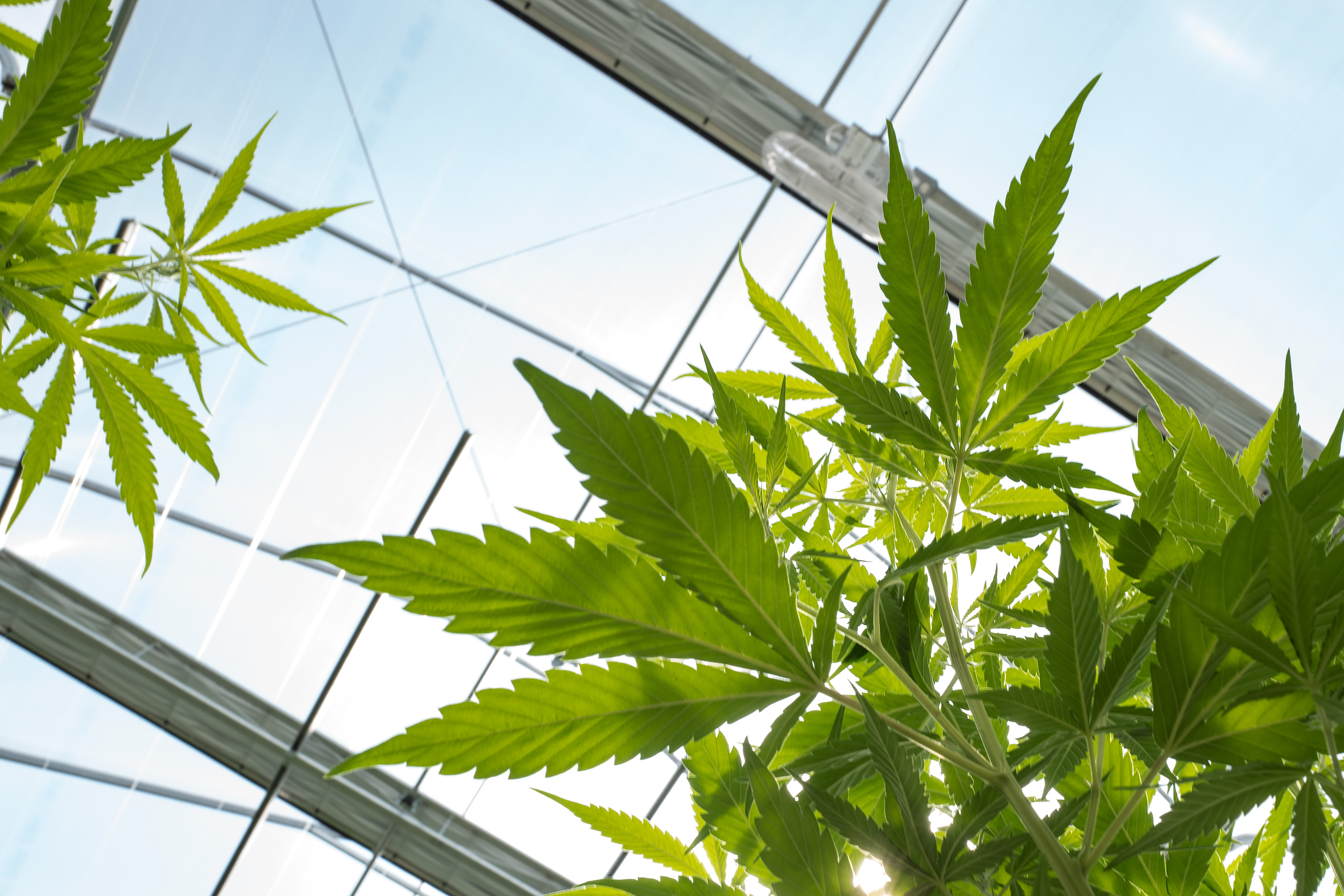 Marijuana Grow Near Albany For State's Legal Medical Marijuana Dispensaries