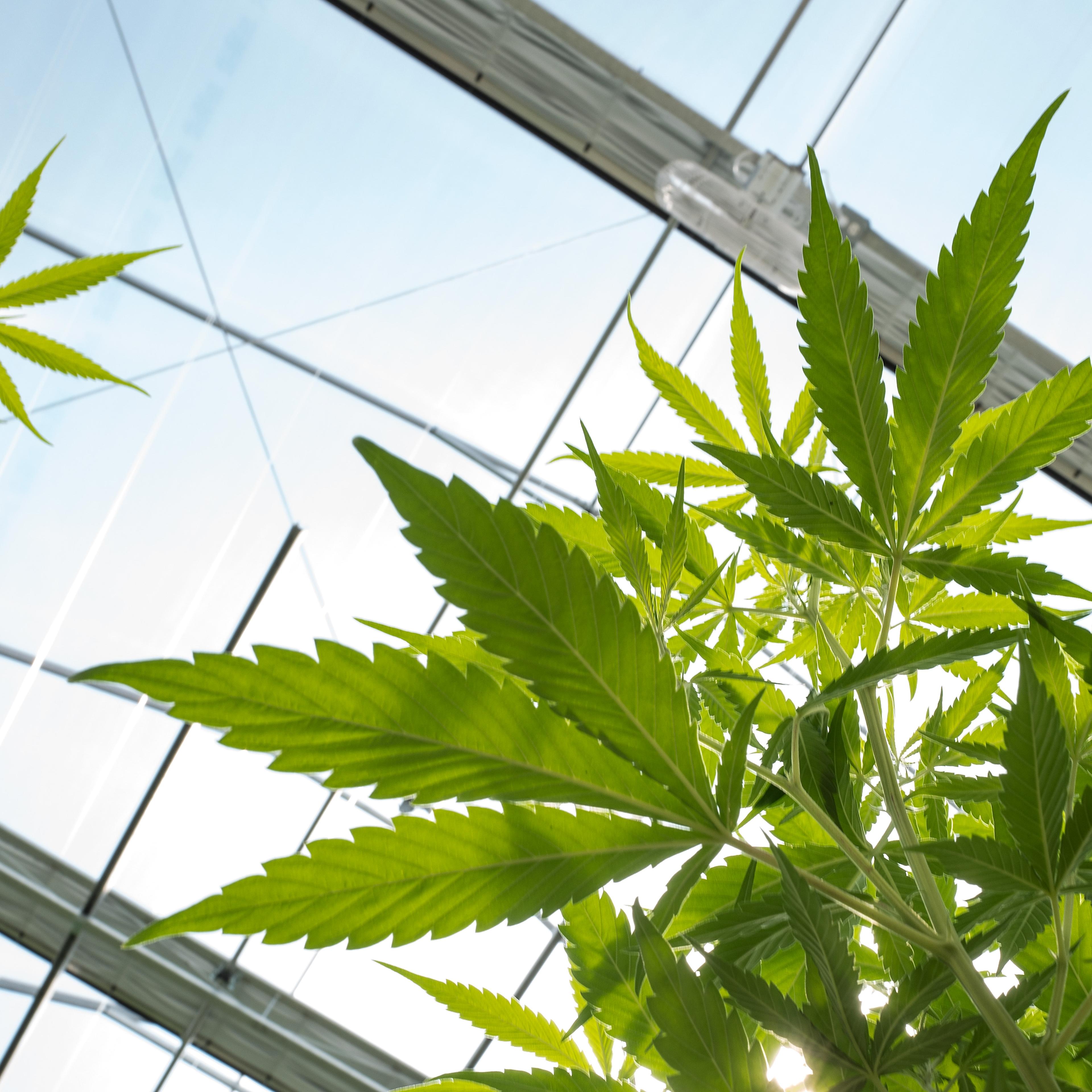 Marijuana Grow Near Albany For State's Legal Medical Marijuana Dispensaries