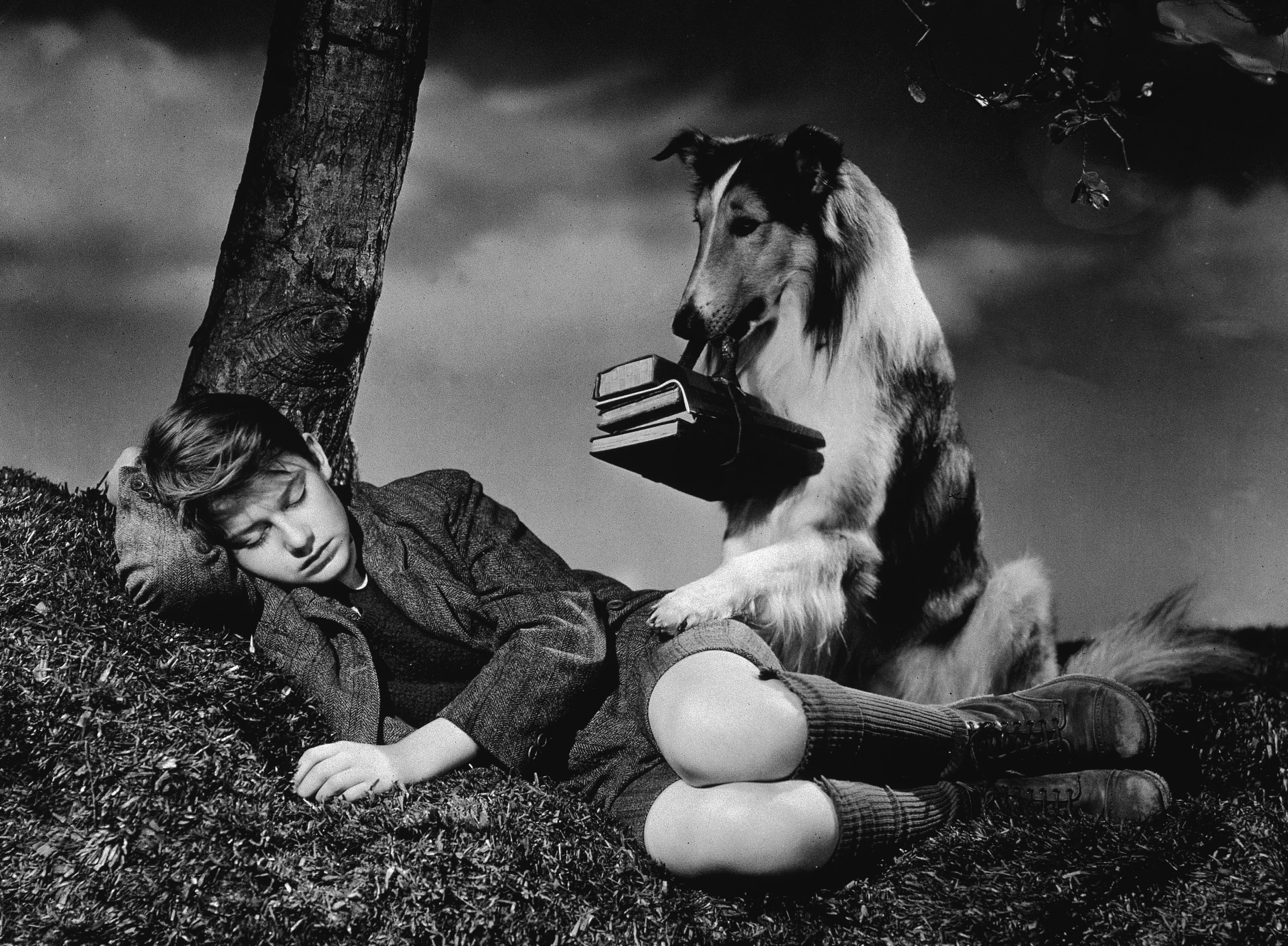 Most Famous Dogs - Lassie