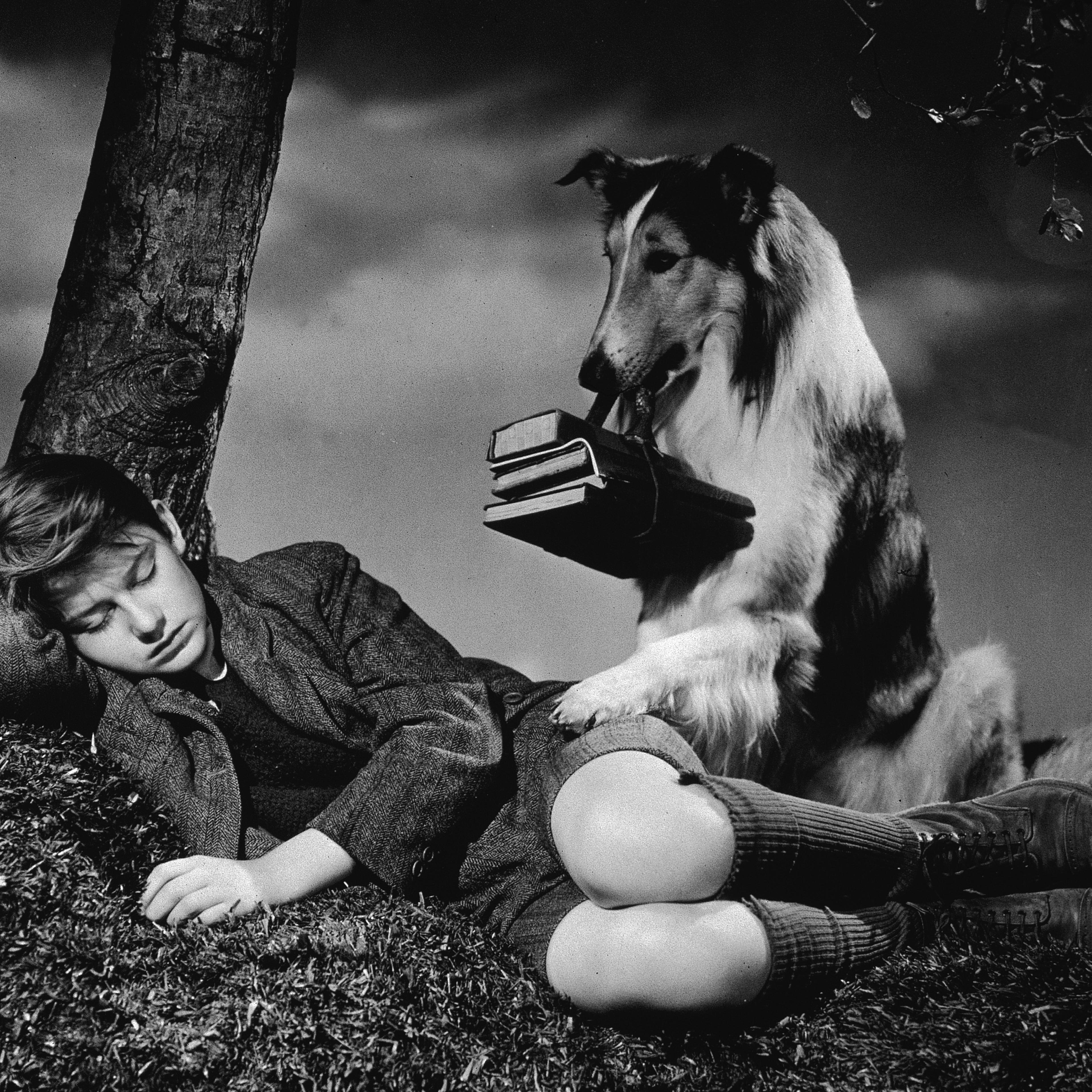 Most Famous Dogs - Lassie