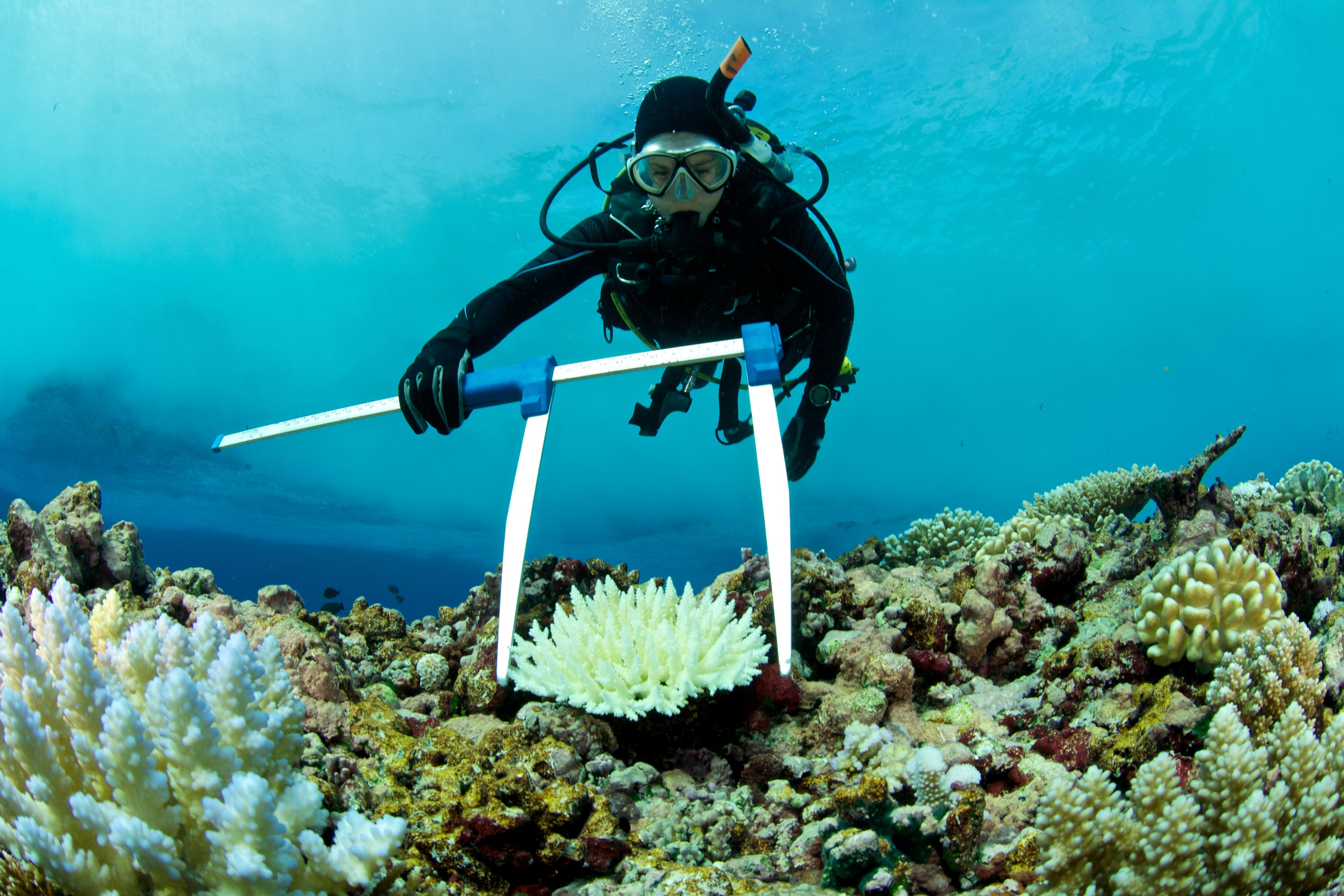 marine biologist measures bleached coral
