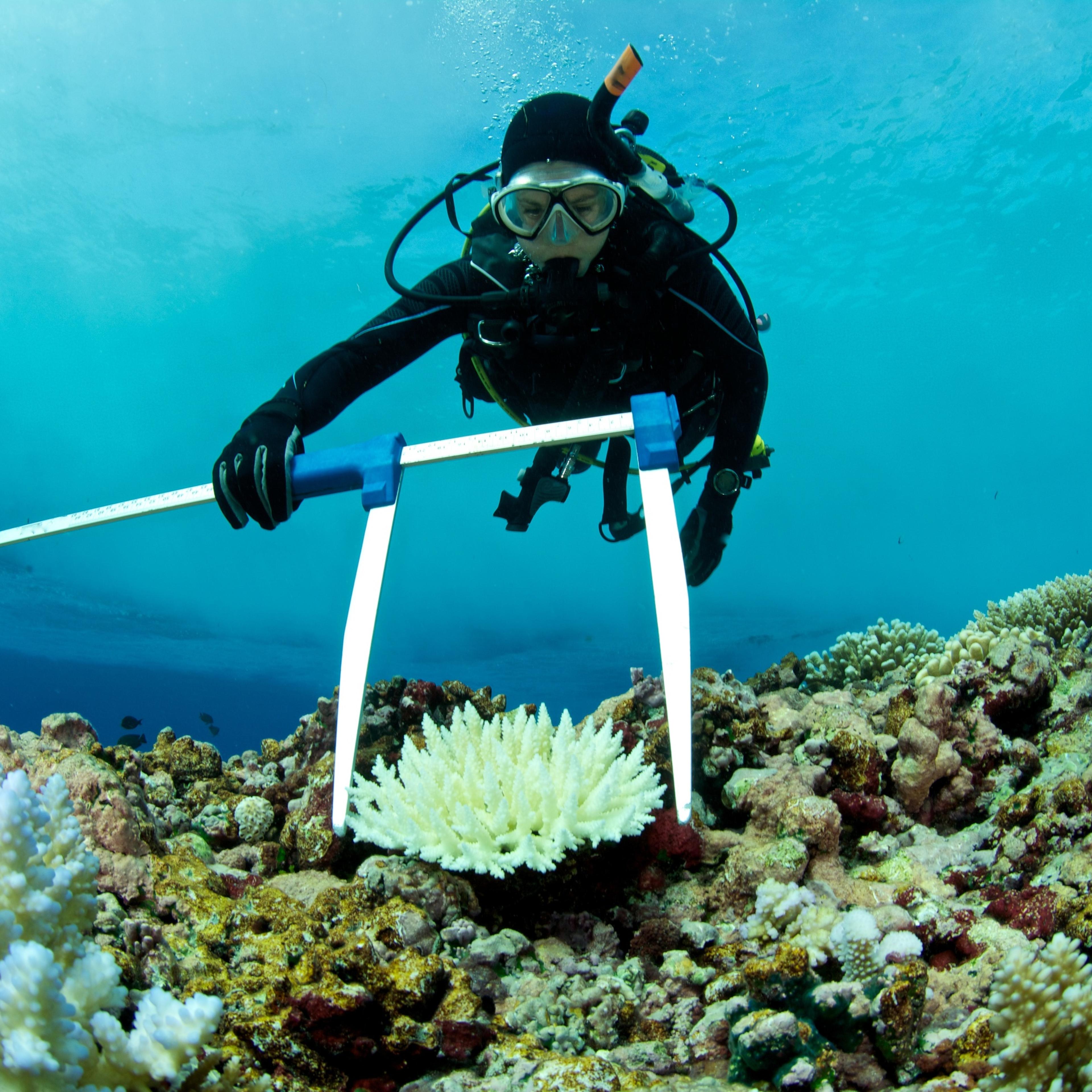 marine biologist measures bleached coral