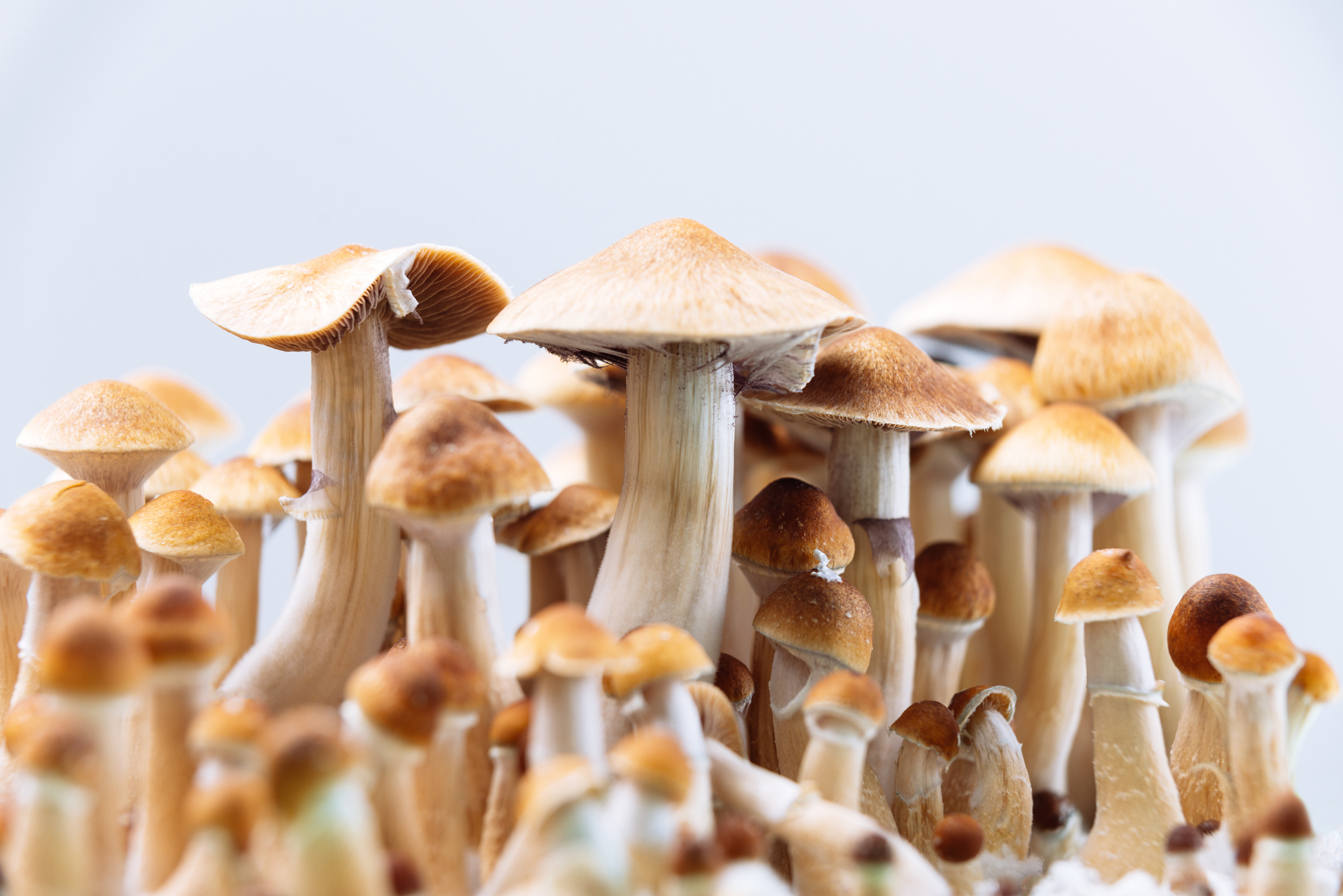 alcohol-addiction-psilocybin