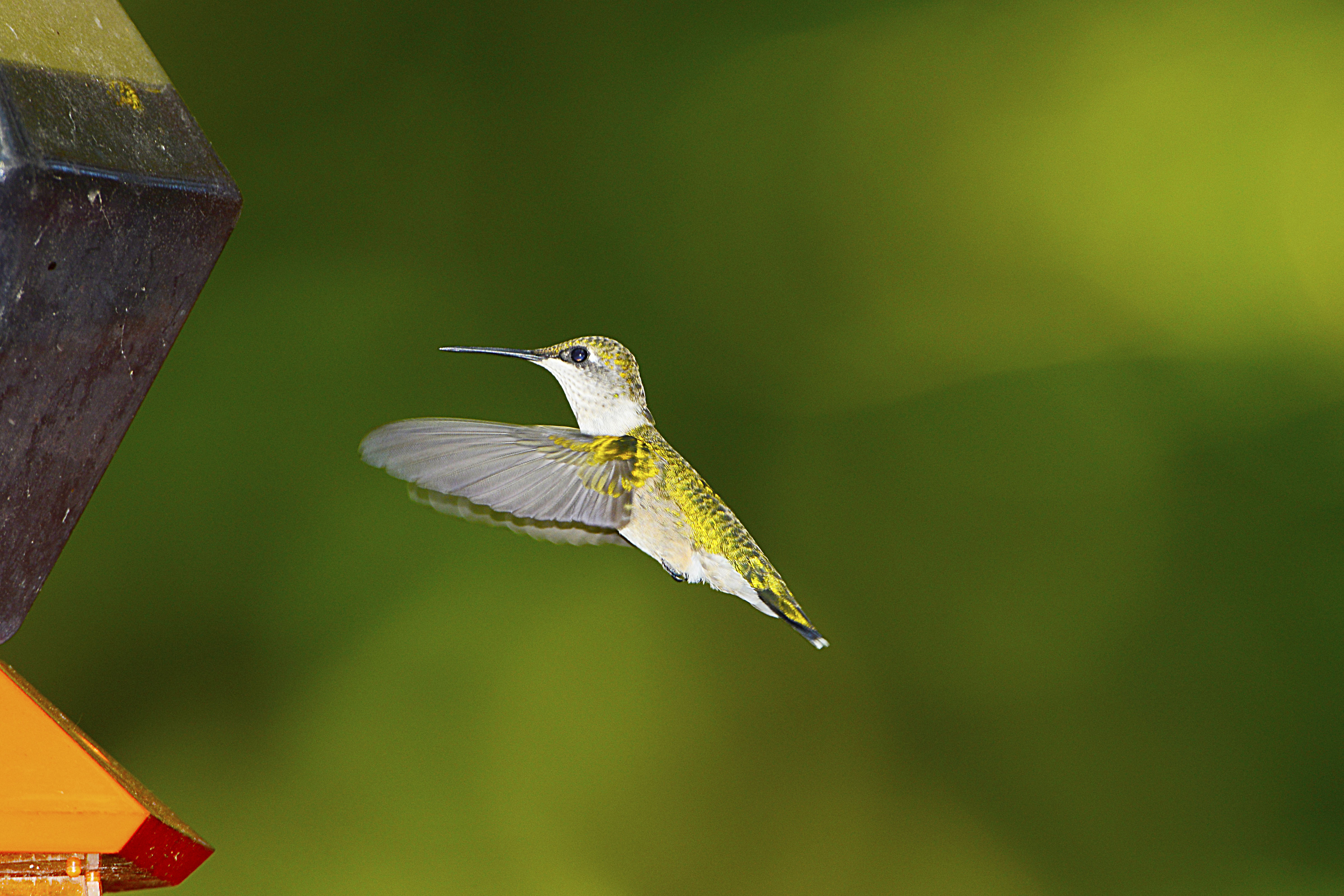 hummingbird migration