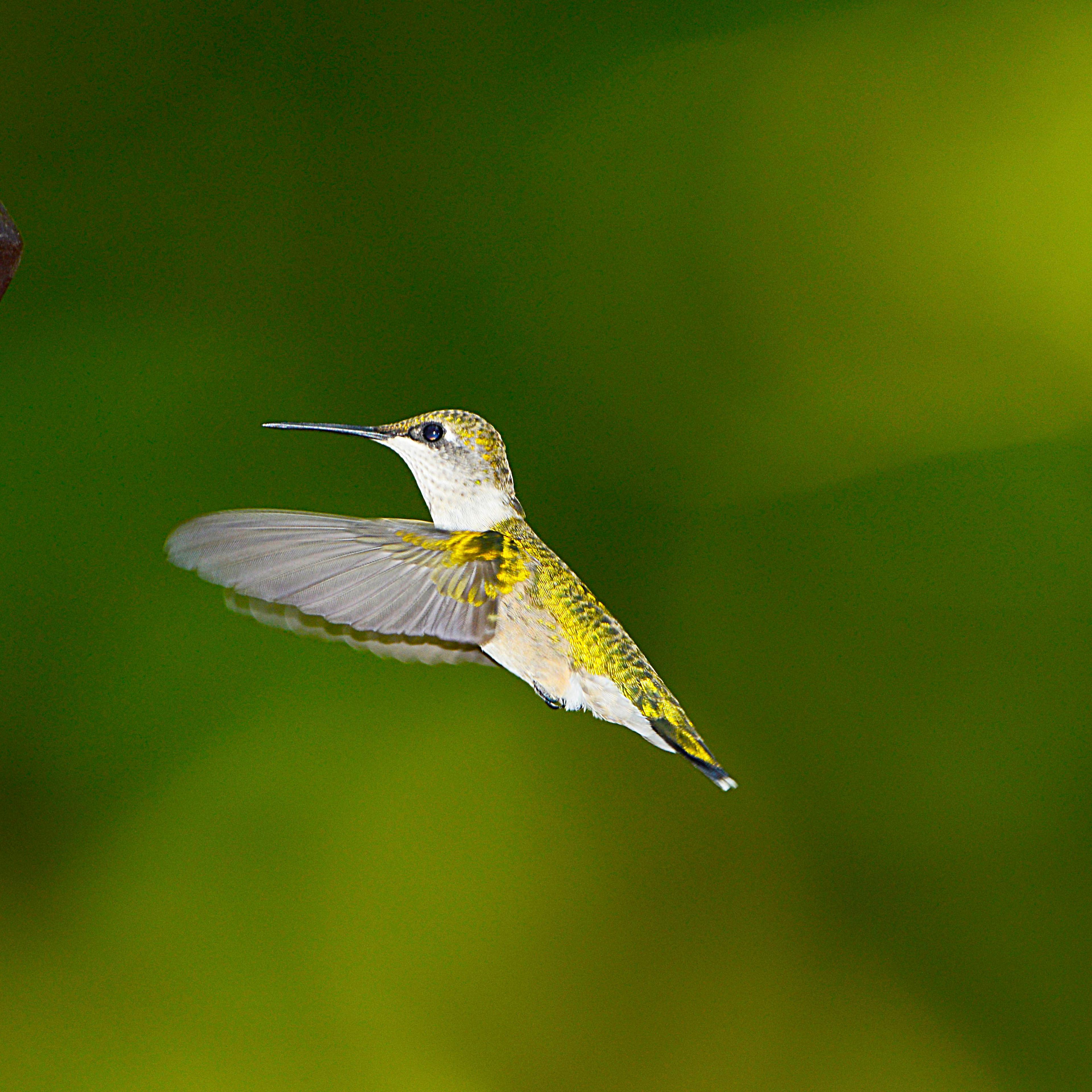 hummingbird migration