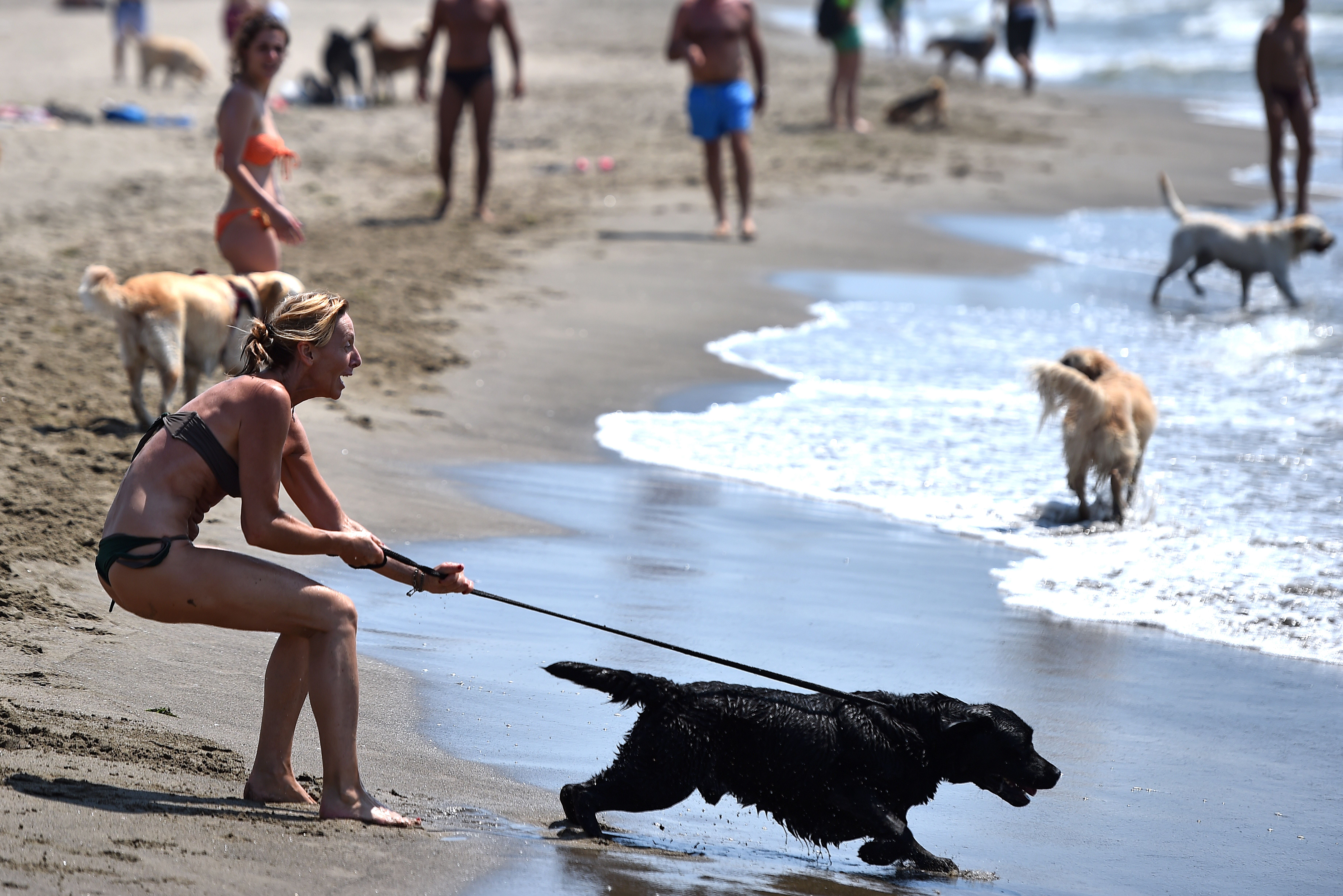 A woman tries to hold her dog at Baubeach in Maccarese, near Rome on August 12, 2014. At Beaubeach people accompanied by dogs can enjoy the beach during summertime. AFP PHOTO / GABRIEL BOUYS