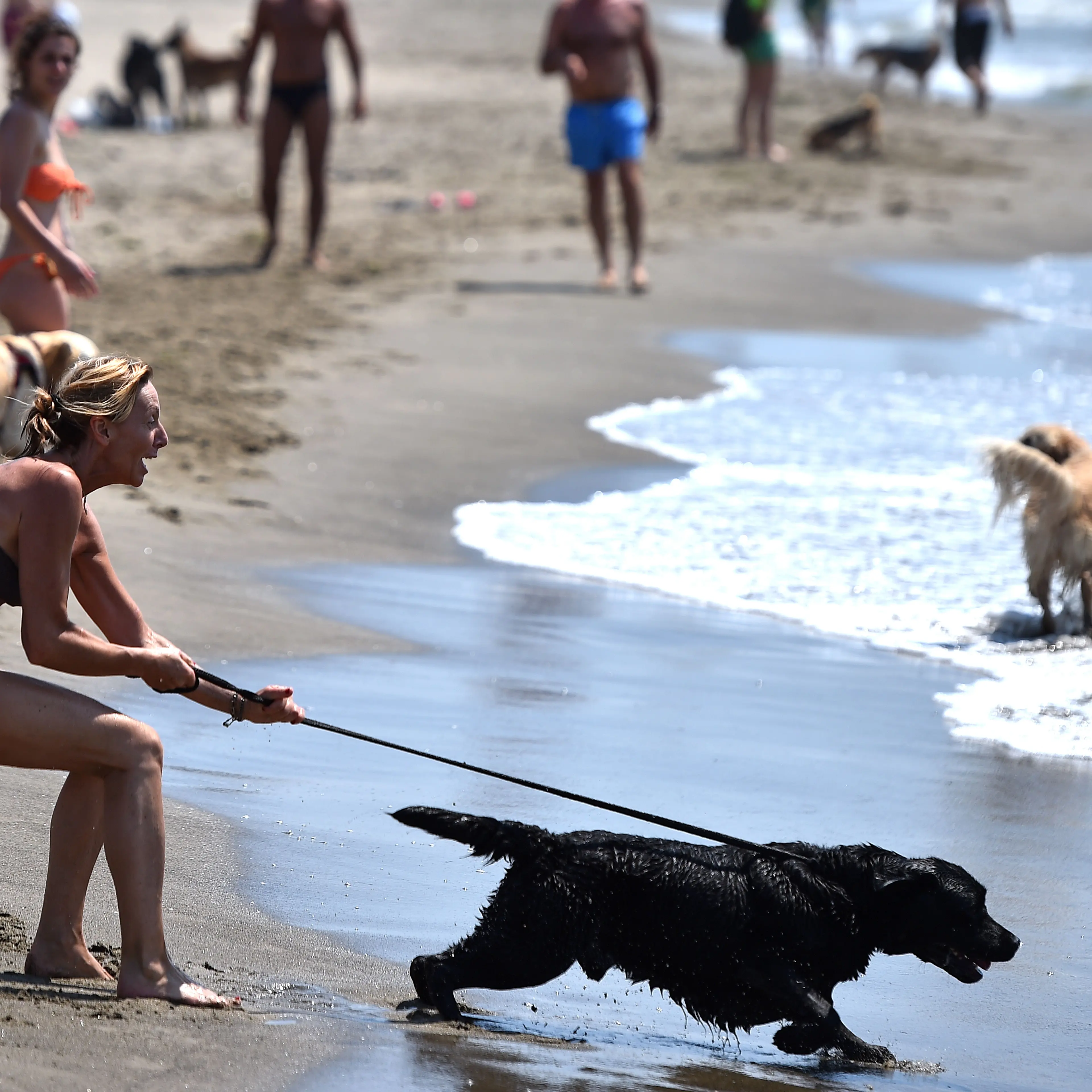A woman tries to hold her dog at Baubeach in Maccarese, near Rome on August 12, 2014. At Beaubeach people accompanied by dogs can enjoy the beach during summertime. AFP PHOTO / GABRIEL BOUYS