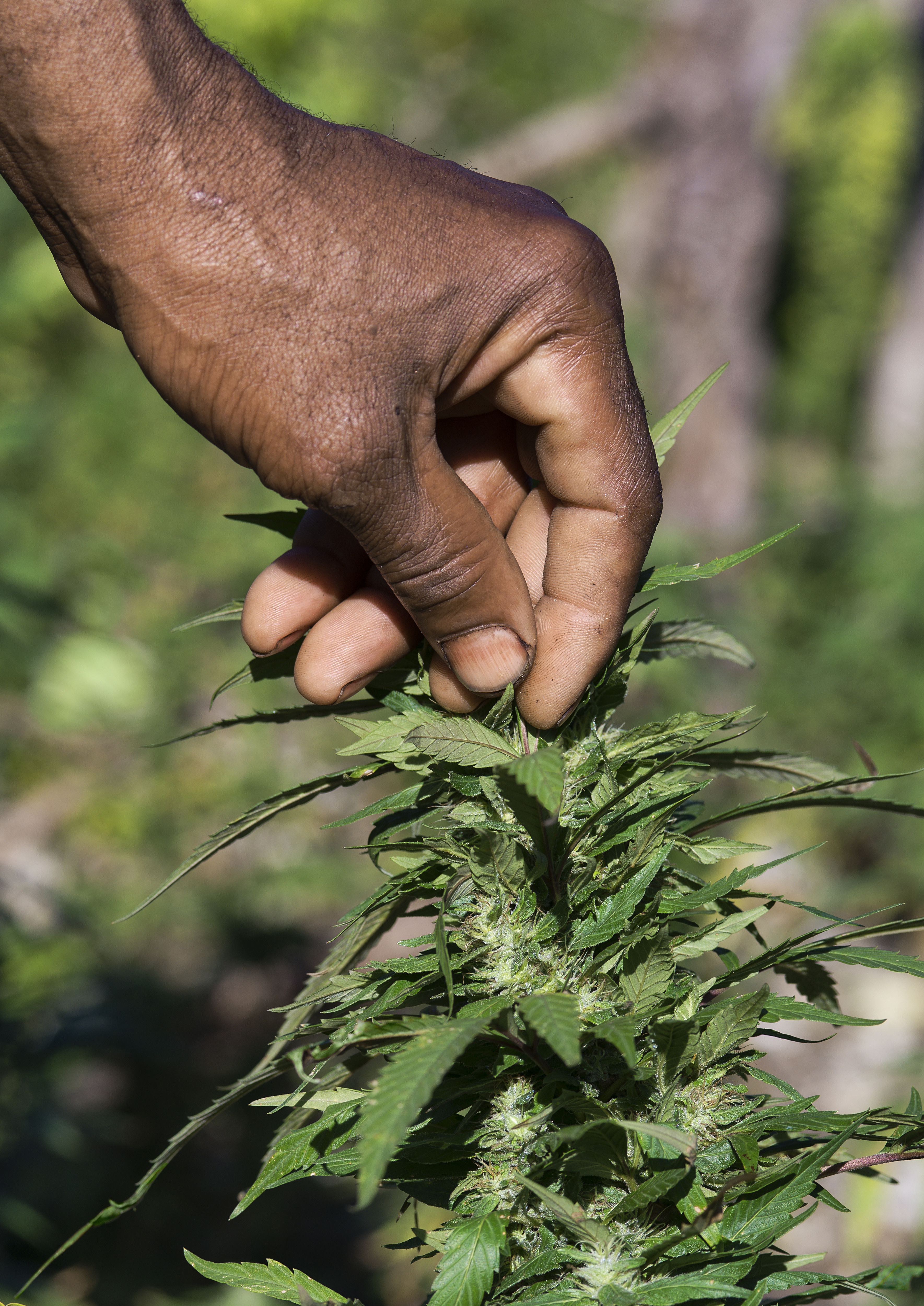 Jamaican ganja farmer checks his marijuana plants