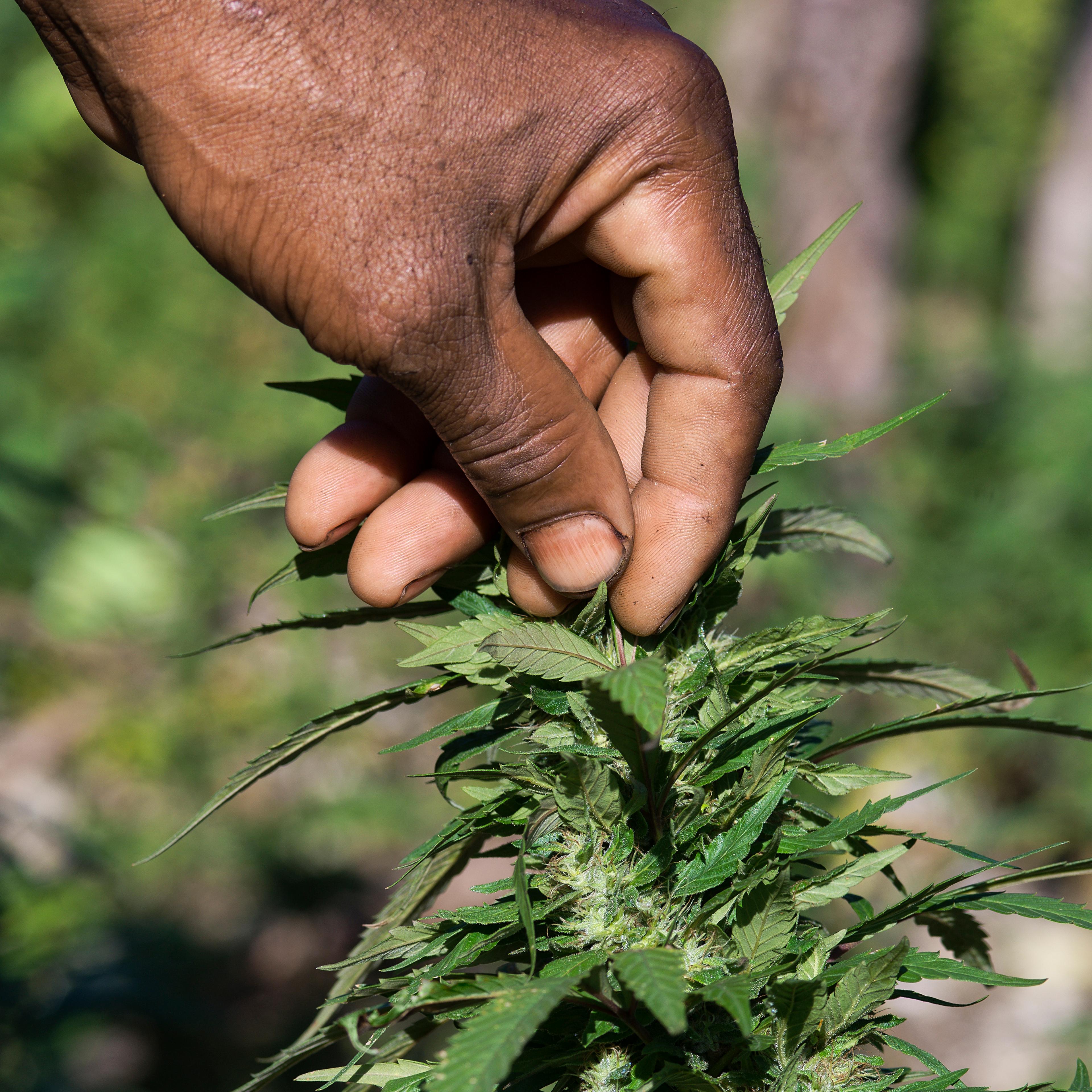 Jamaican ganja farmer checks his marijuana plants