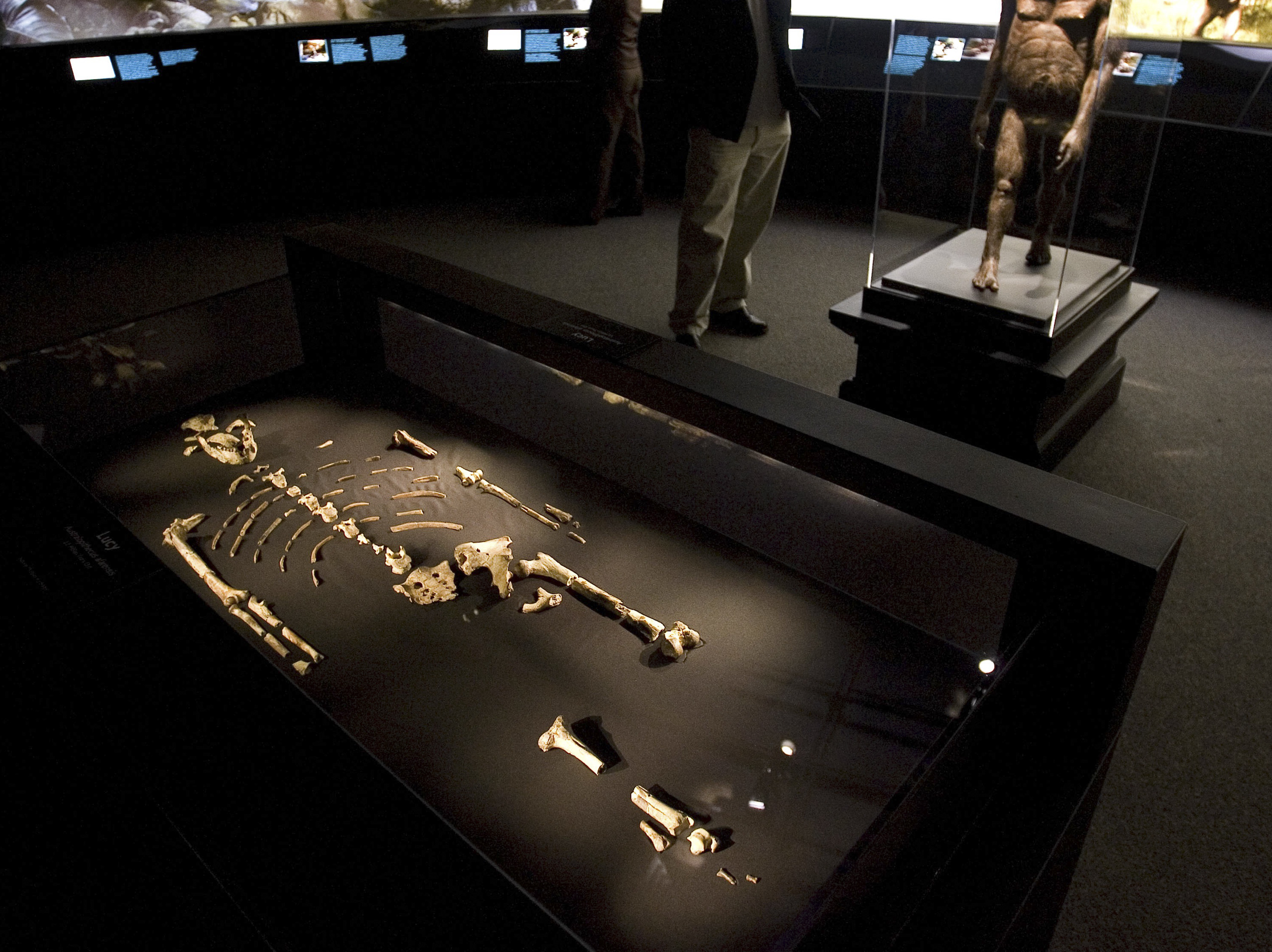 The 3.2 million year old fossilized remains of "Lucy", the most complete example of the hominid Australopithecus afarensis, is displayed at the Houston Museum of Natural Science in Houston on Aug. 28, 2007.