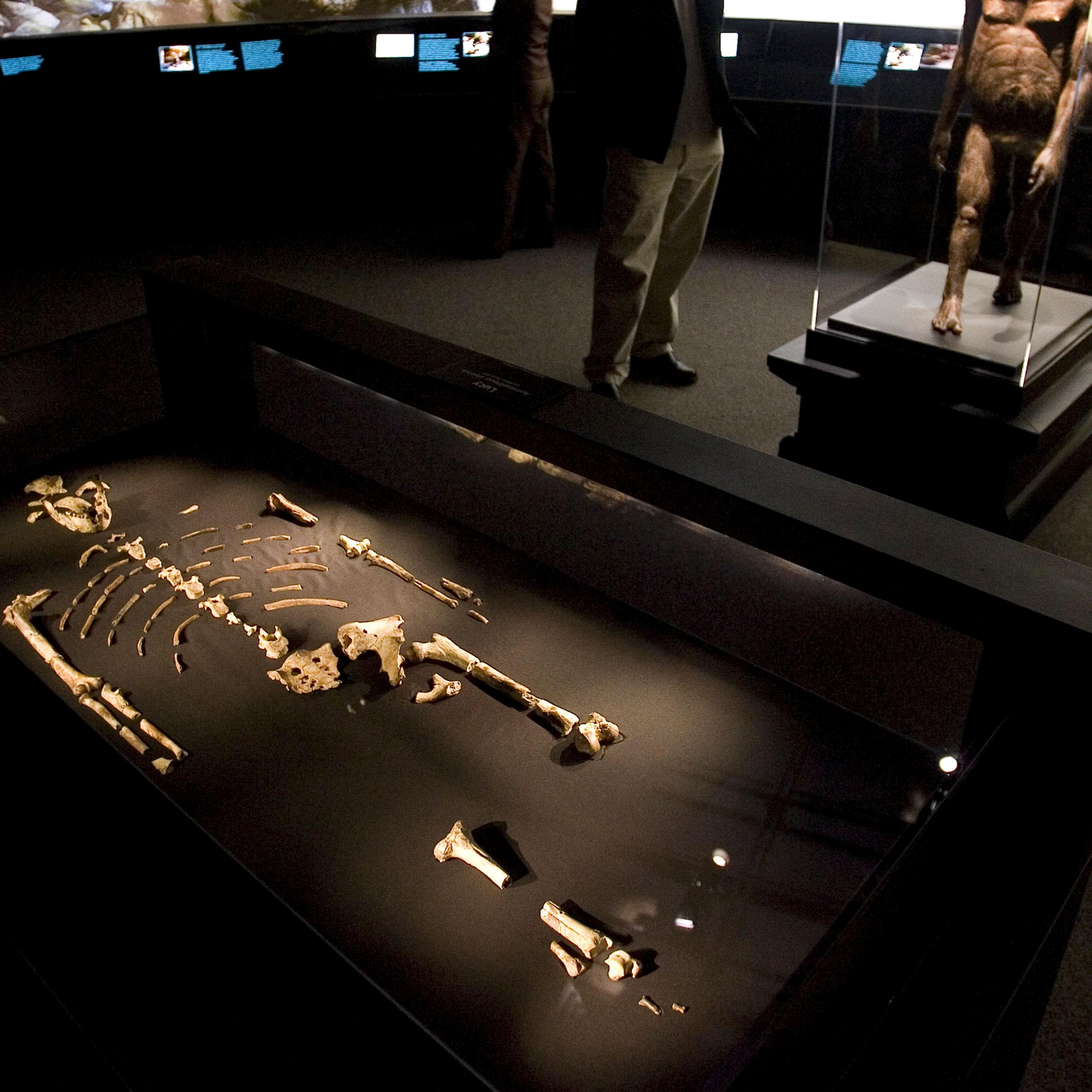 The 3.2 million year old fossilized remains of "Lucy", the most complete example of the hominid Australopithecus afarensis, is displayed at the Houston Museum of Natural Science in Houston on Aug. 28, 2007.