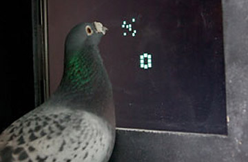 Not Birdbrains Anymore: Scientists Discover Pigeons Can Count