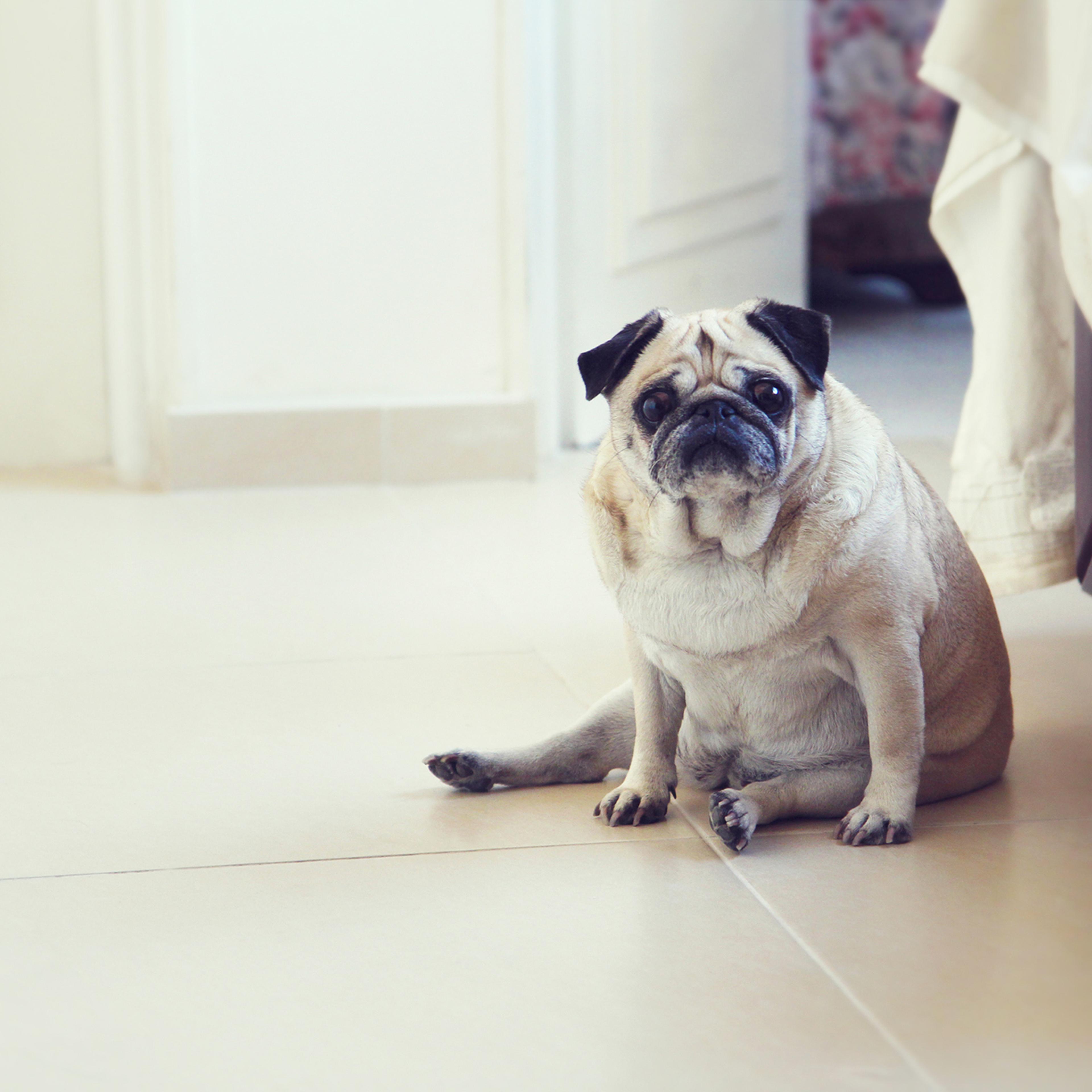 Pug dog