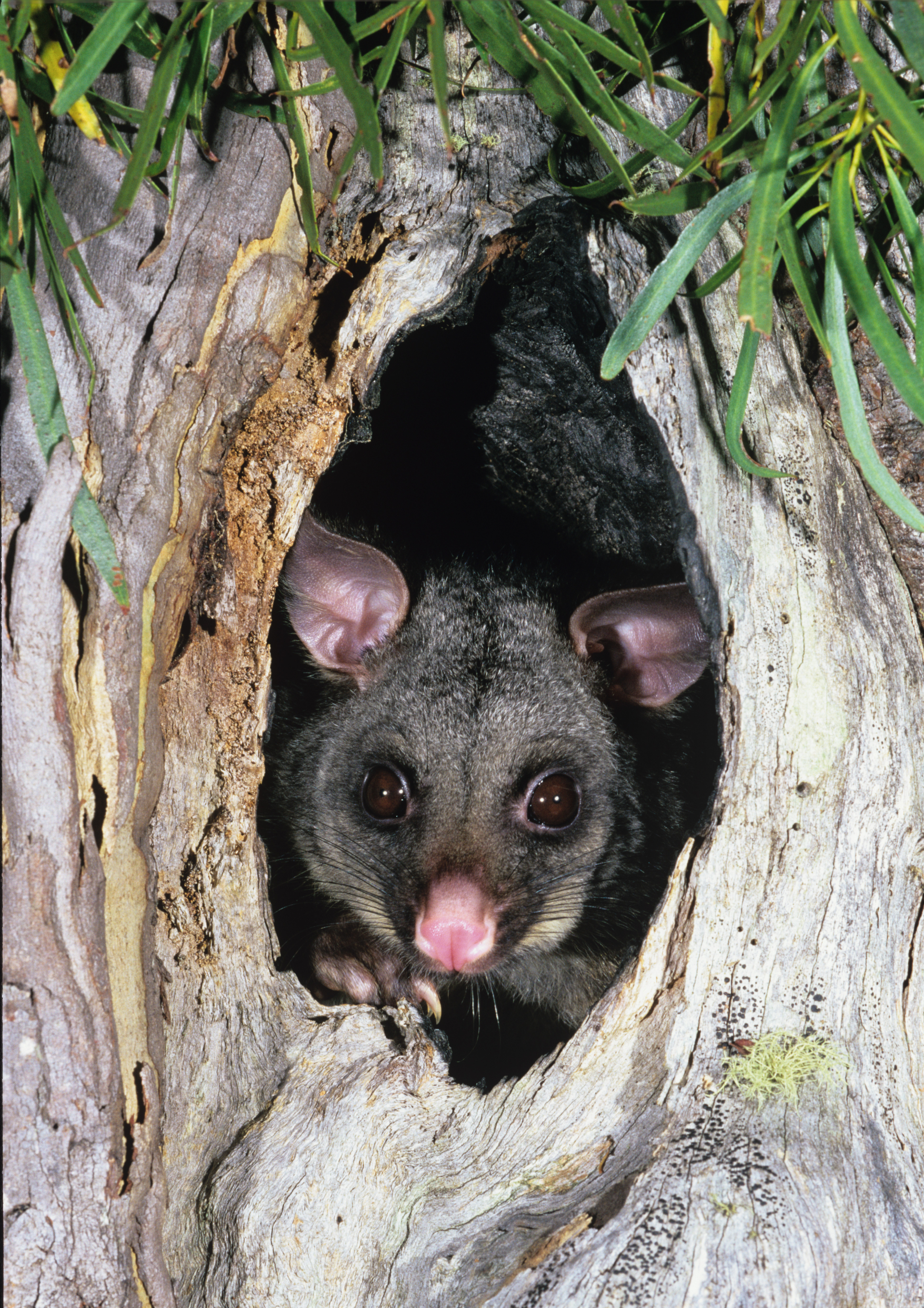 New at the School Fete: The Possum Throwing Contest!