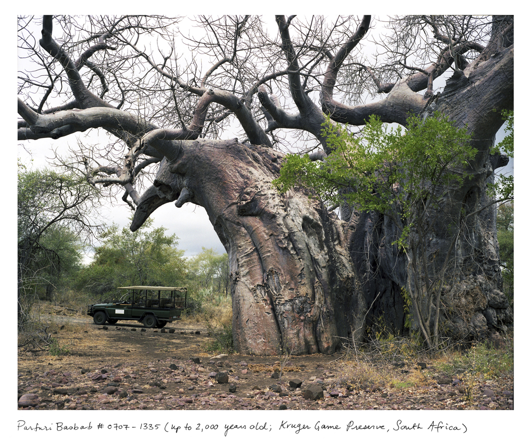 Photos: 11 of the Oldest Living Things in the World