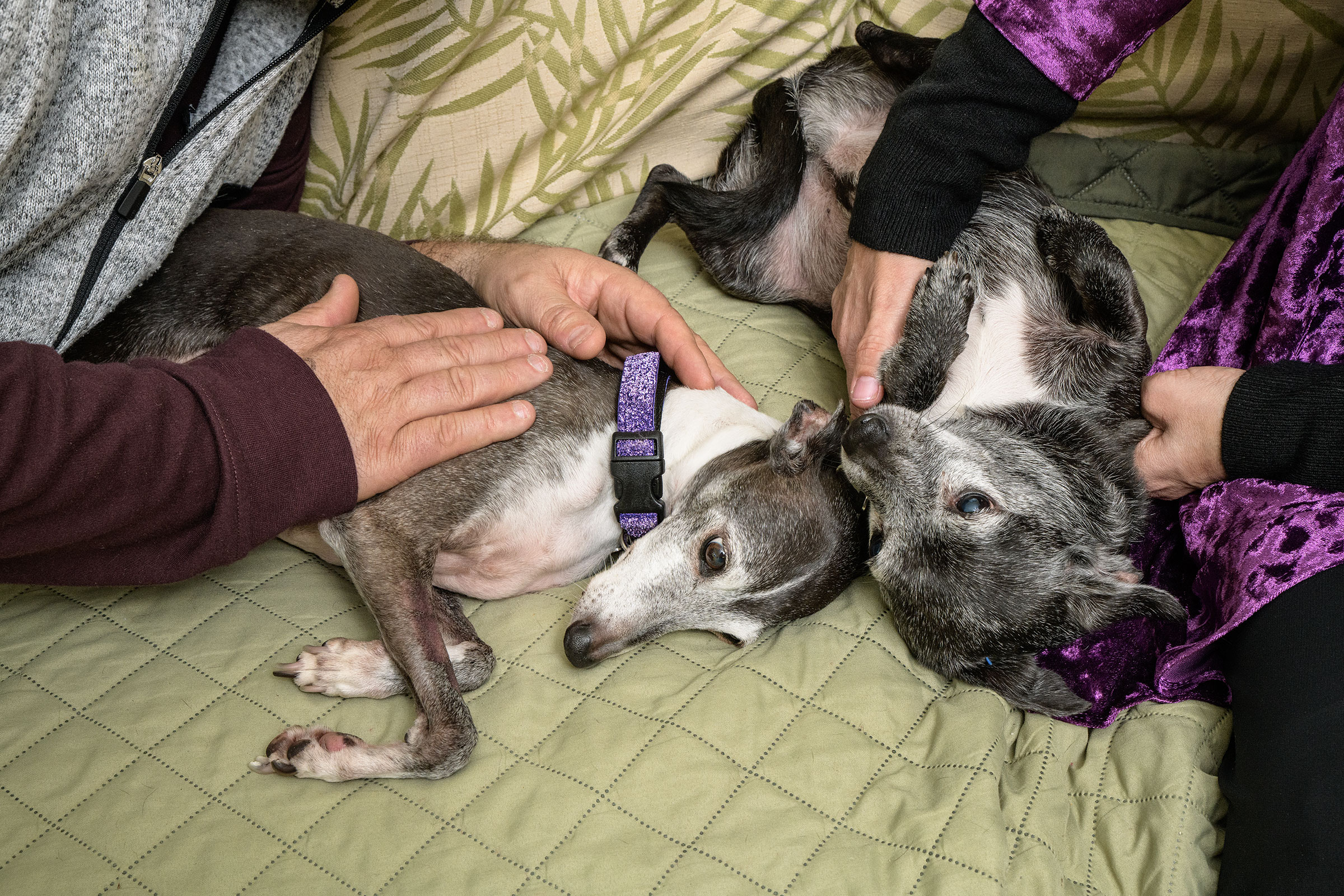 Marox, left, and Winnie with their owners, Paul Giarrusso and Diane Marolla, whose divorce led to a bitter custody battle over the dogs