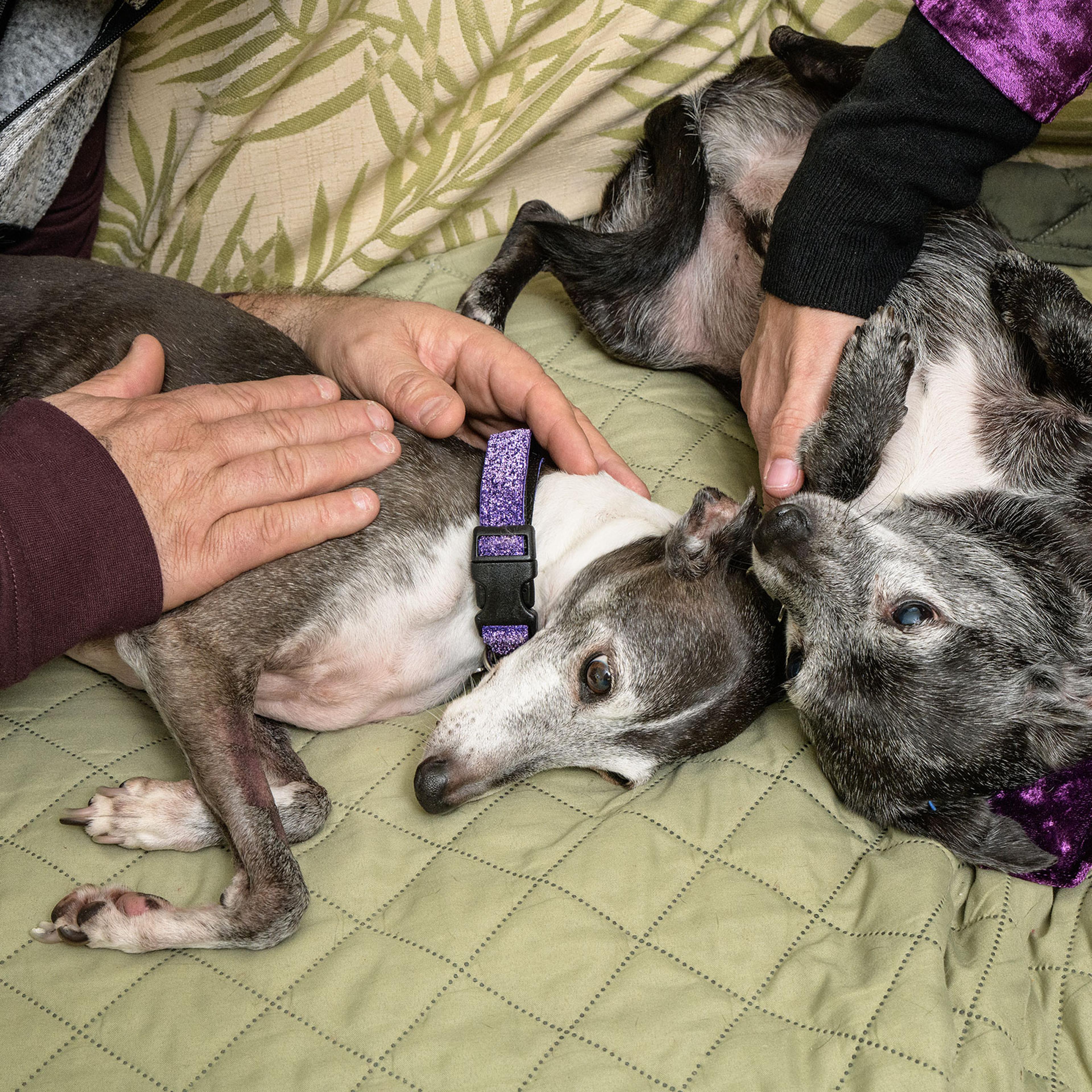 Marox, left, and Winnie with their owners, Paul Giarrusso and Diane Marolla, whose divorce led to a bitter custody battle over the dogs
