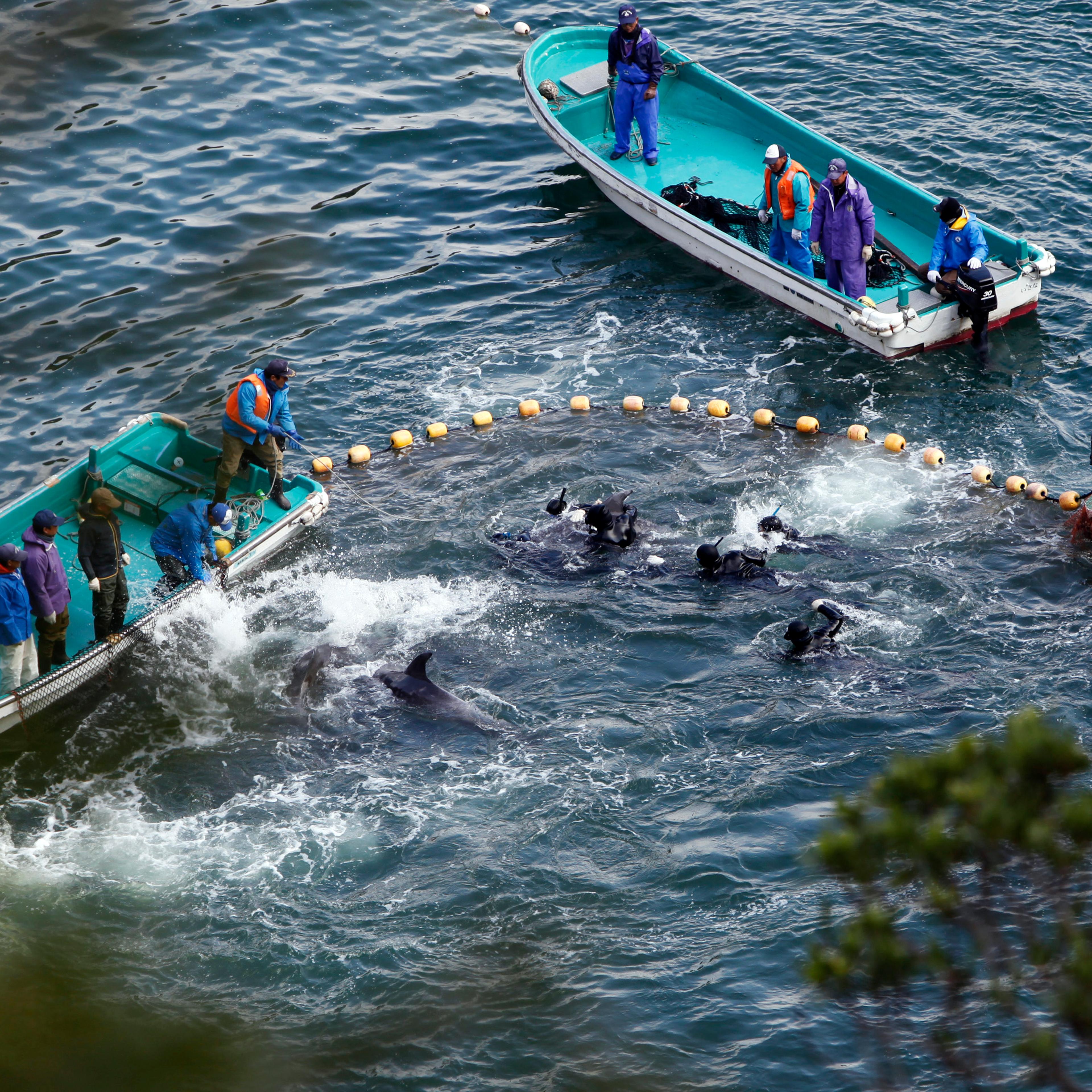 Fishermen in wetsuits hunt dolphins at a cove in Taiji