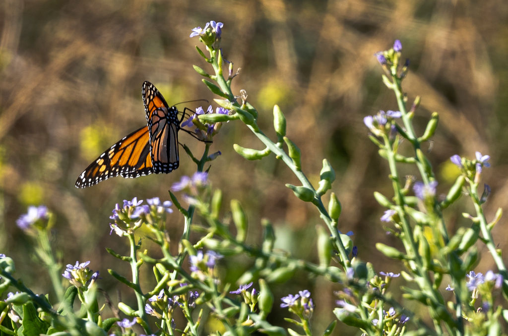 Trump Administration Scales Back Endangered Species Protections—Again