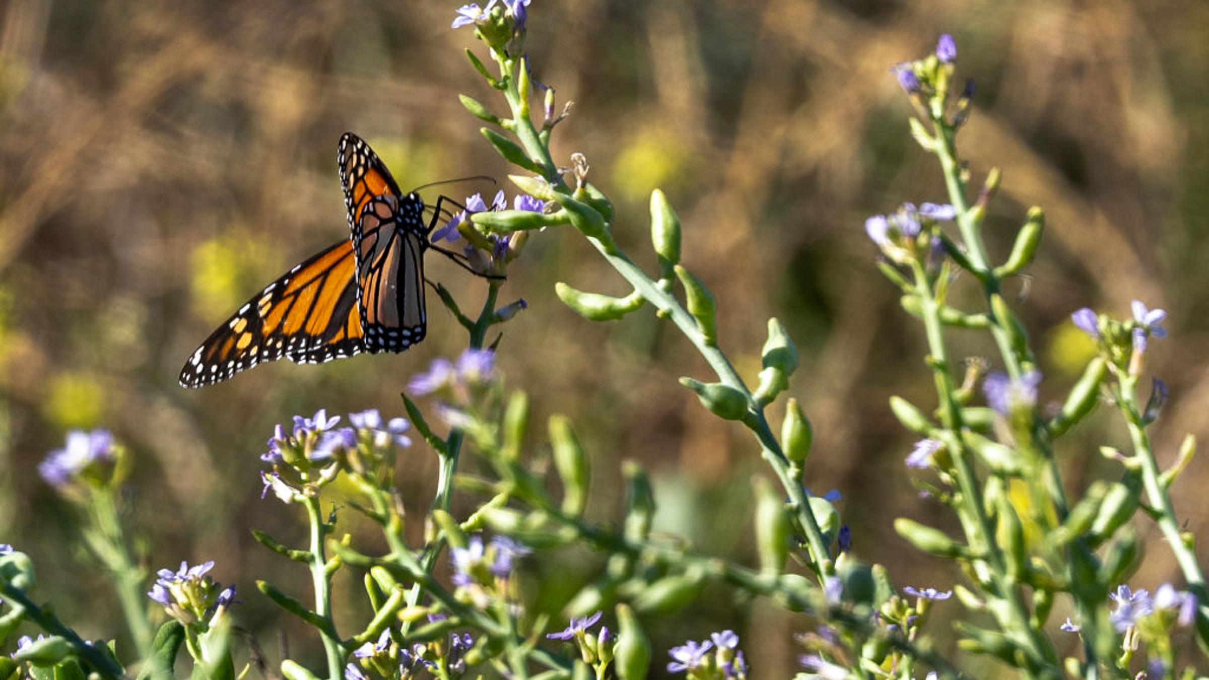 Trump Policy Change Puts Endangered Species at Risk