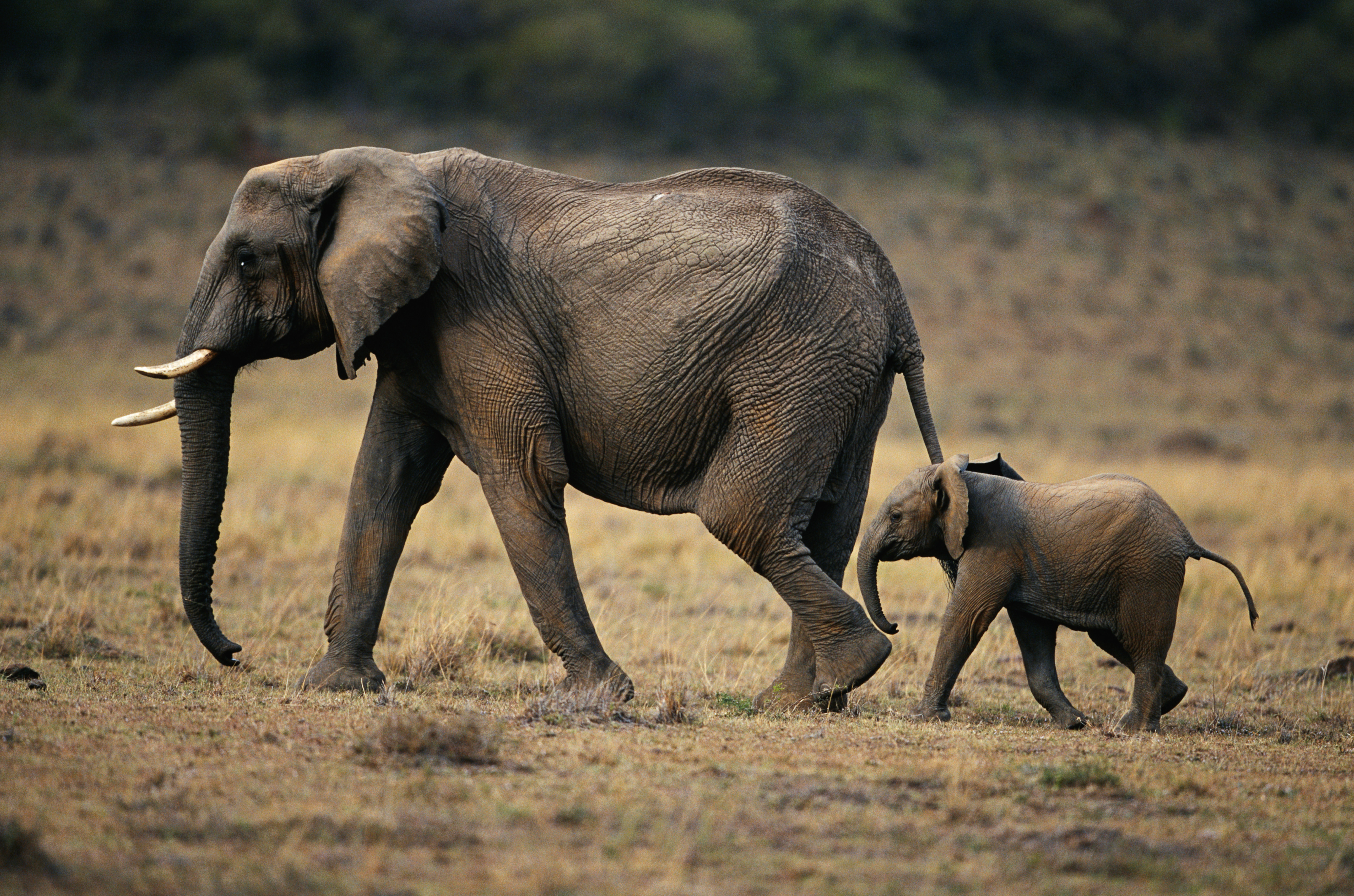 elephant fws trump
