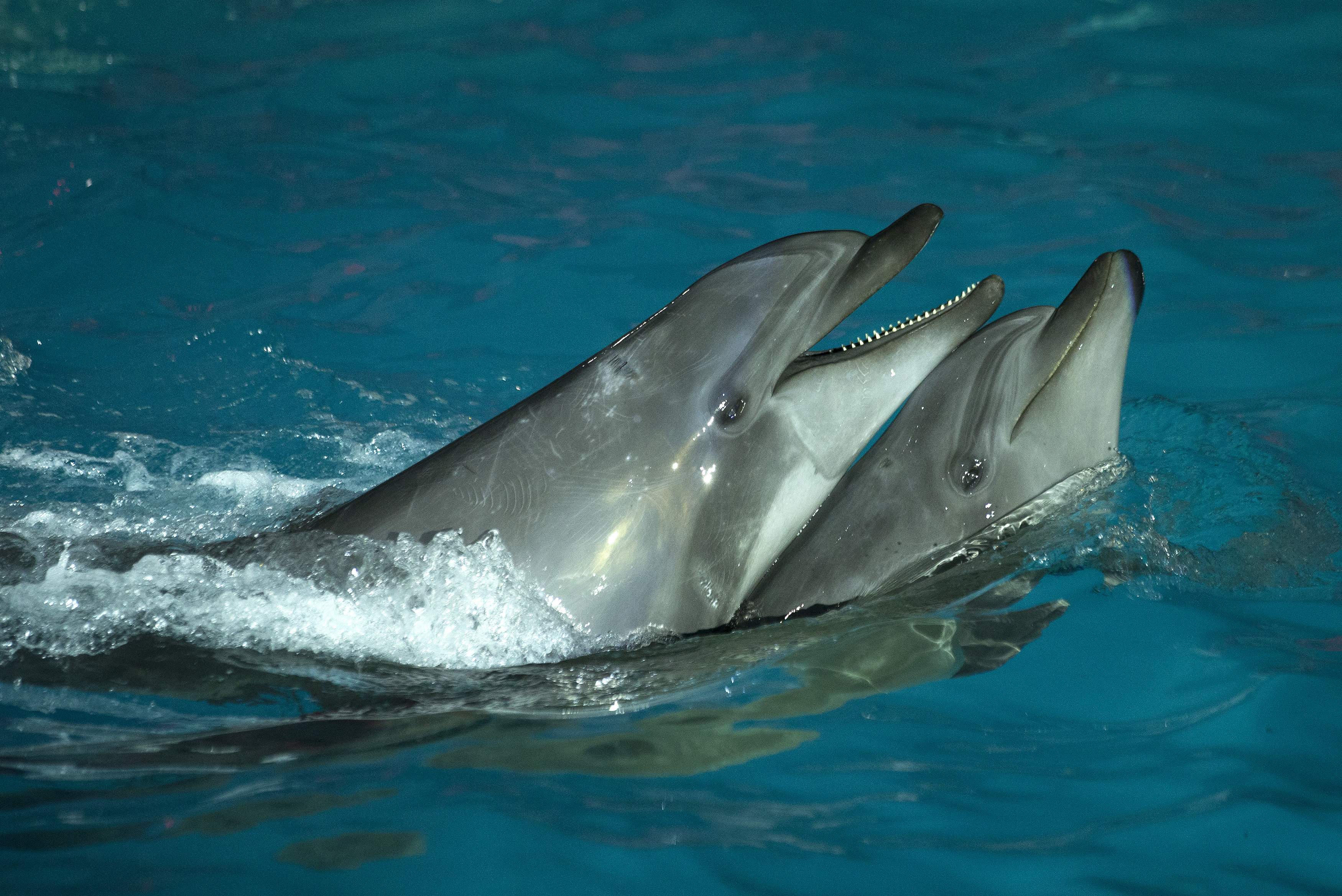 Dolphins in Minsk, Russia, March 8, 2015