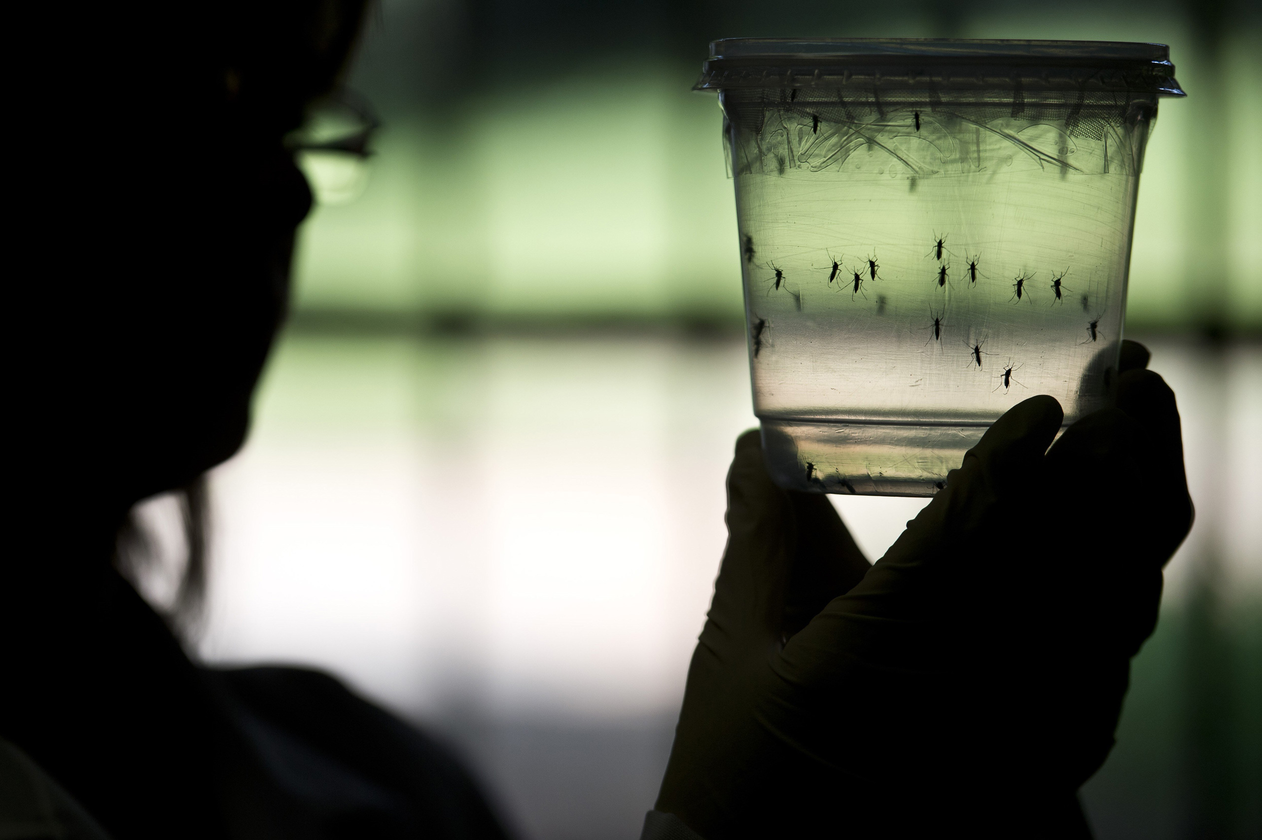 A researcher looks at Aedes aegypti mosquitoes kept in a container at a lab of the Institute of Biomedical Sciences of the Sao Paulo University, on January 8, 2016 in Sao Paulo, Brazil. Researchers at the Pasteur Institute in Dakar, Senegal are in Brazil