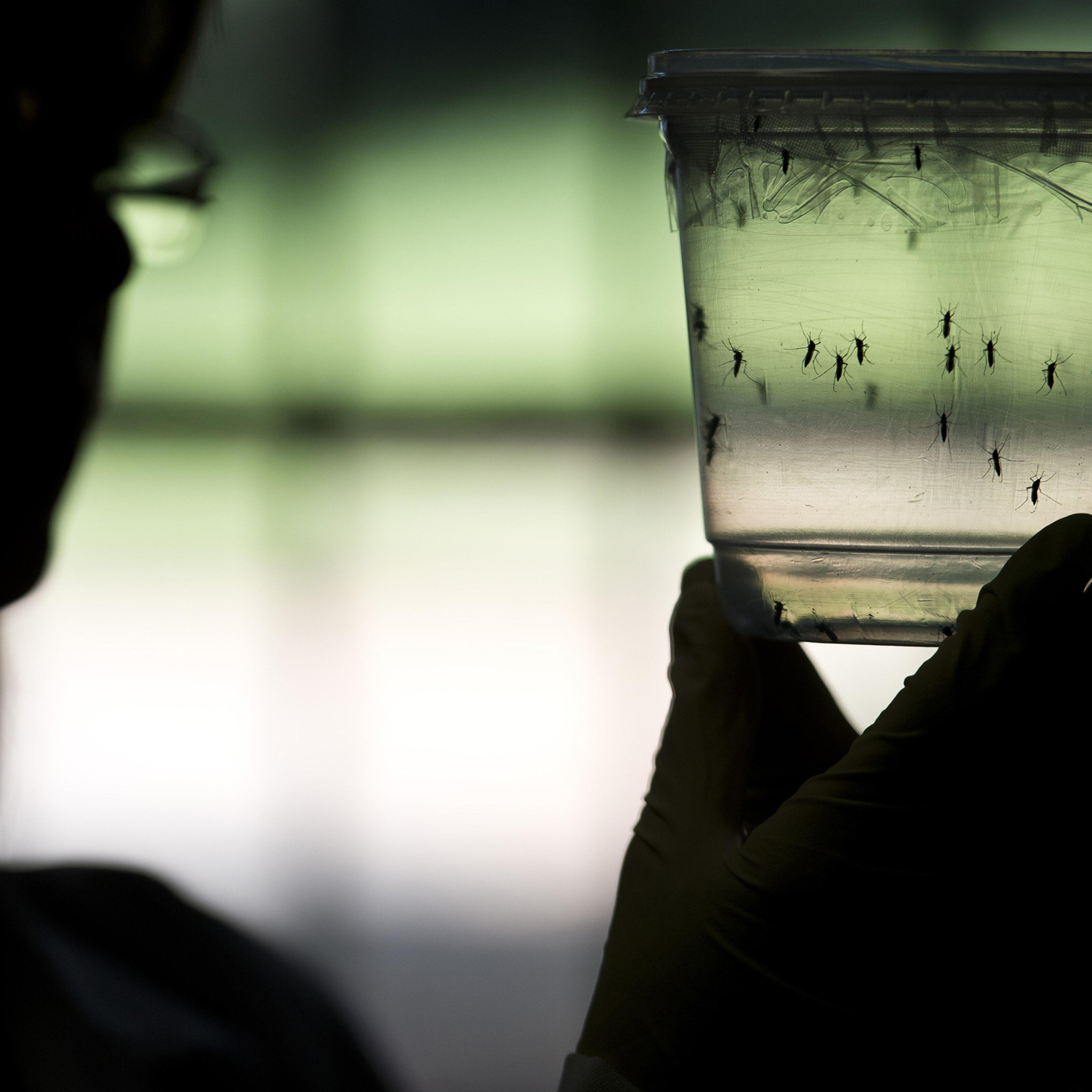 A researcher looks at Aedes aegypti mosquitoes kept in a container at a lab of the Institute of Biomedical Sciences of the Sao Paulo University, on January 8, 2016 in Sao Paulo, Brazil. Researchers at the Pasteur Institute in Dakar, Senegal are in Brazil