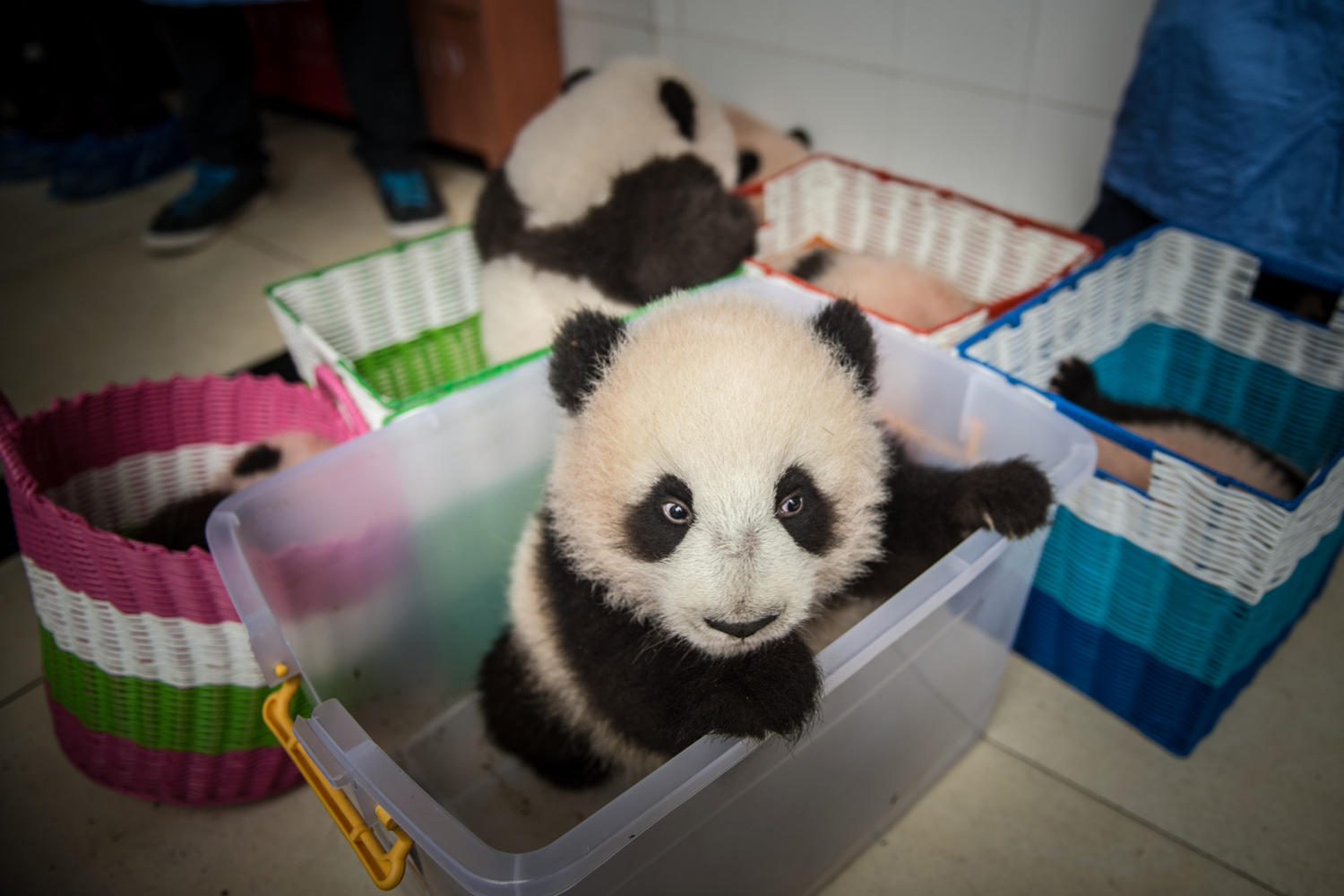 China PandasChina Conservation and Research Center for the Giant Panda (CCRCGP) owns both the Ya'an Bifengxia panda base, where you'll be working on this expedition, and the Wolong National Nature Reserve wilderness training site.