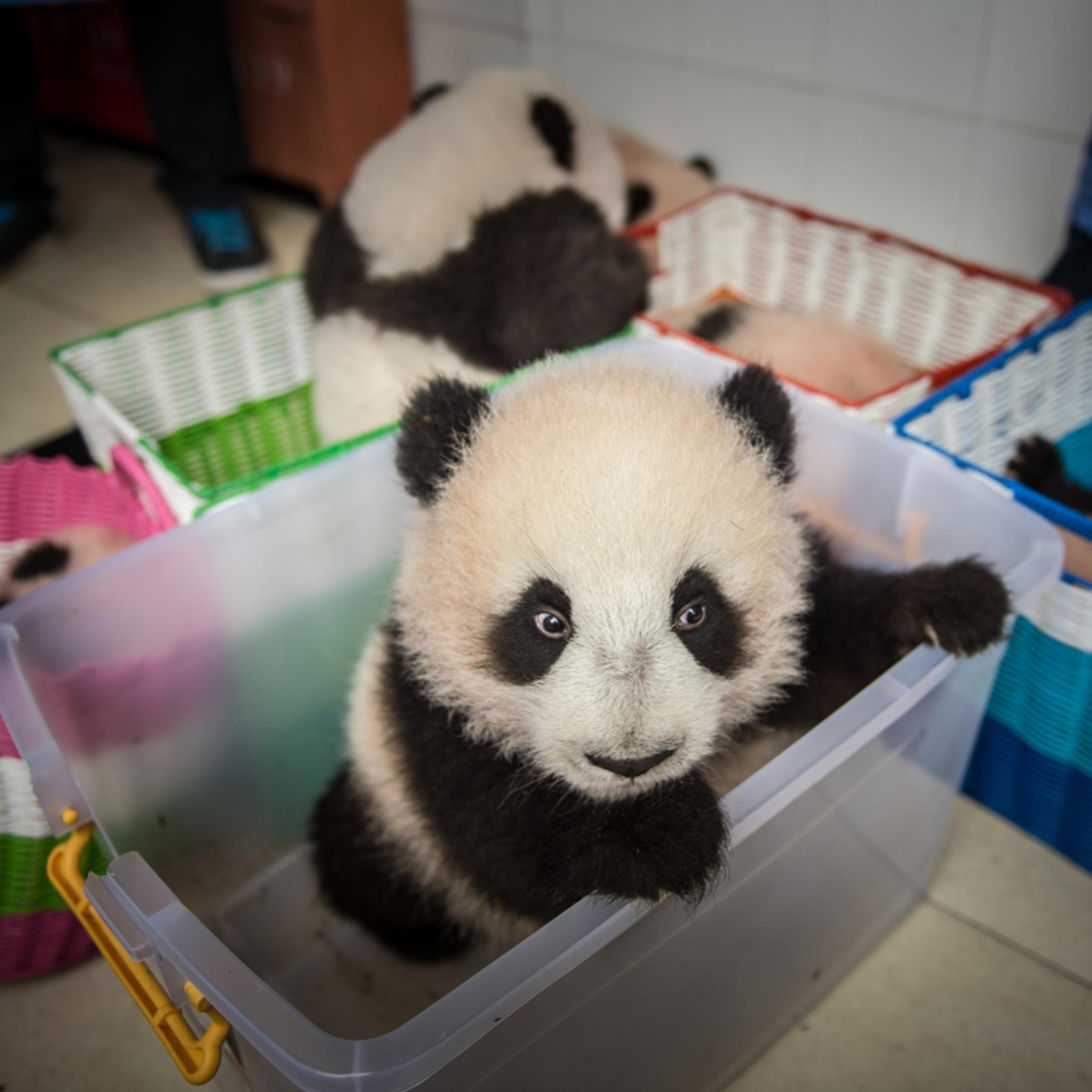 China PandasChina Conservation and Research Center for the Giant Panda (CCRCGP) owns both the Ya'an Bifengxia panda base, where you'll be working on this expedition, and the Wolong National Nature Reserve wilderness training site.